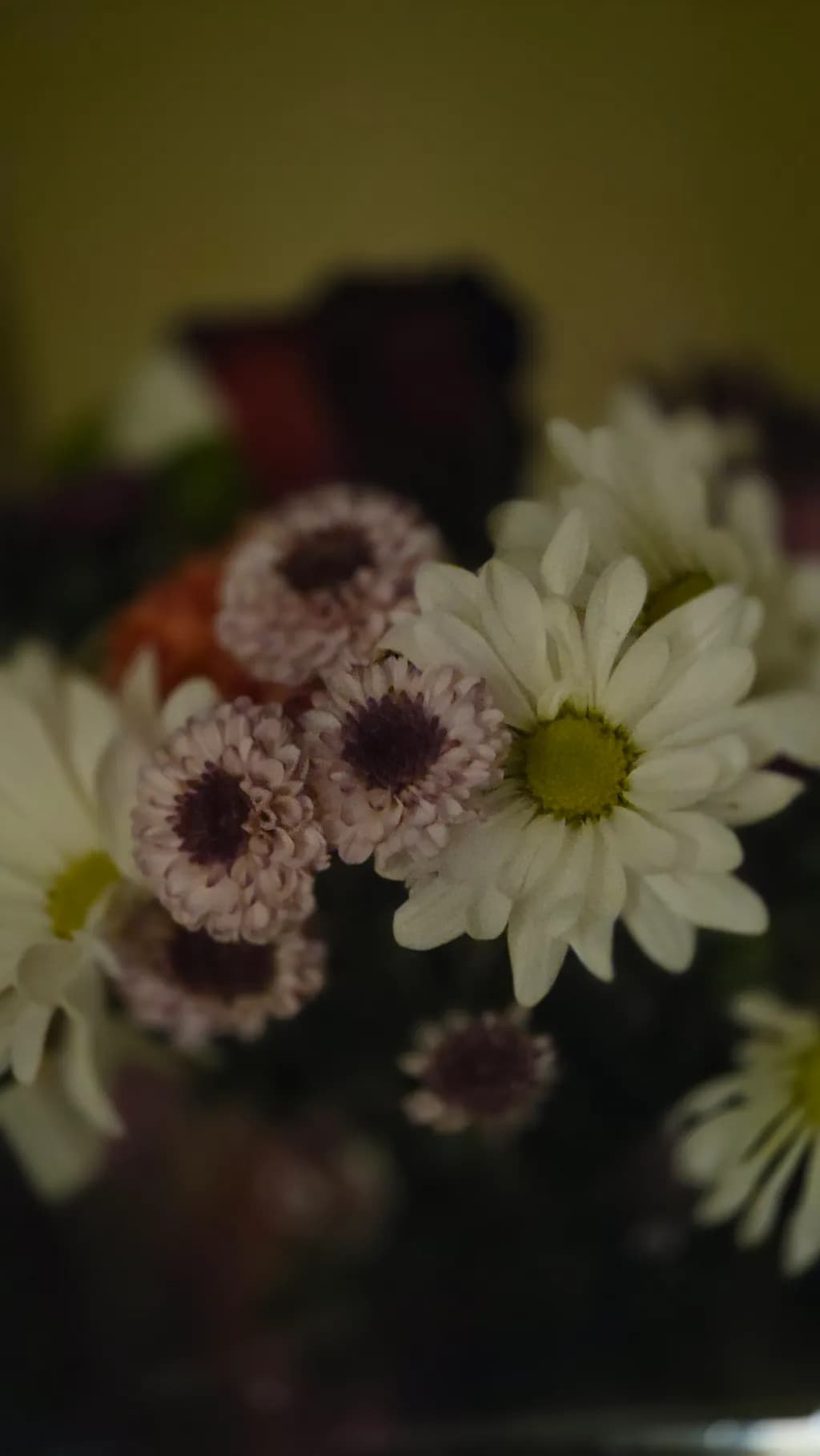 Daisy Cluster