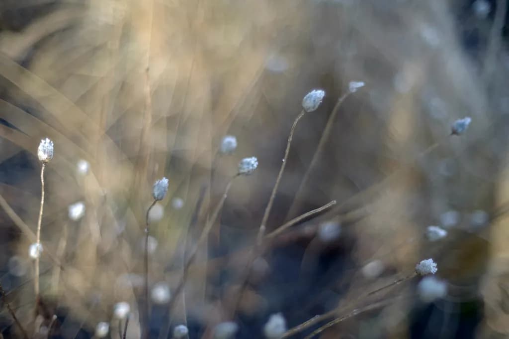 Frosted Wildflowers