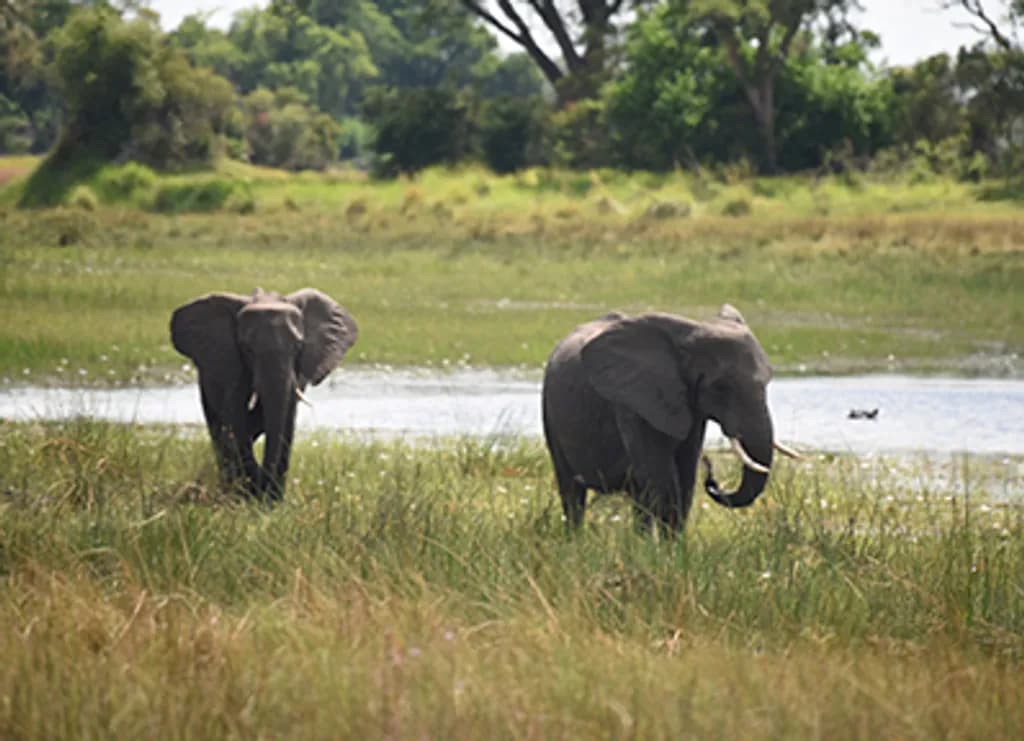Grassland Giants