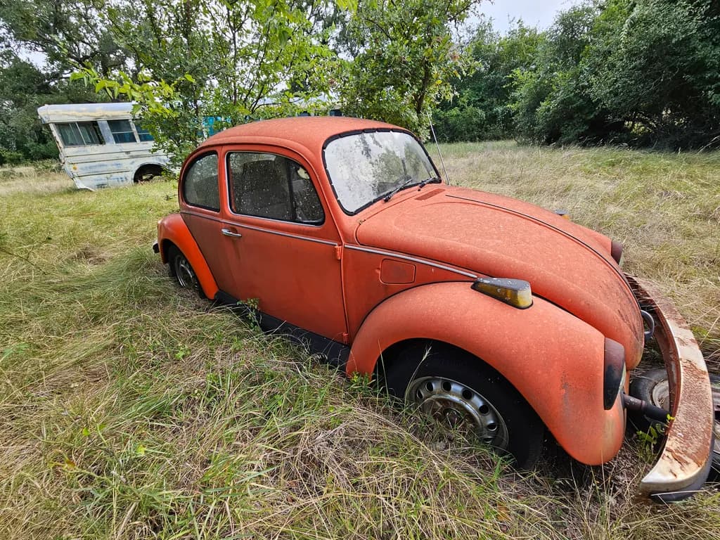 Rusting Beetle in Grass
