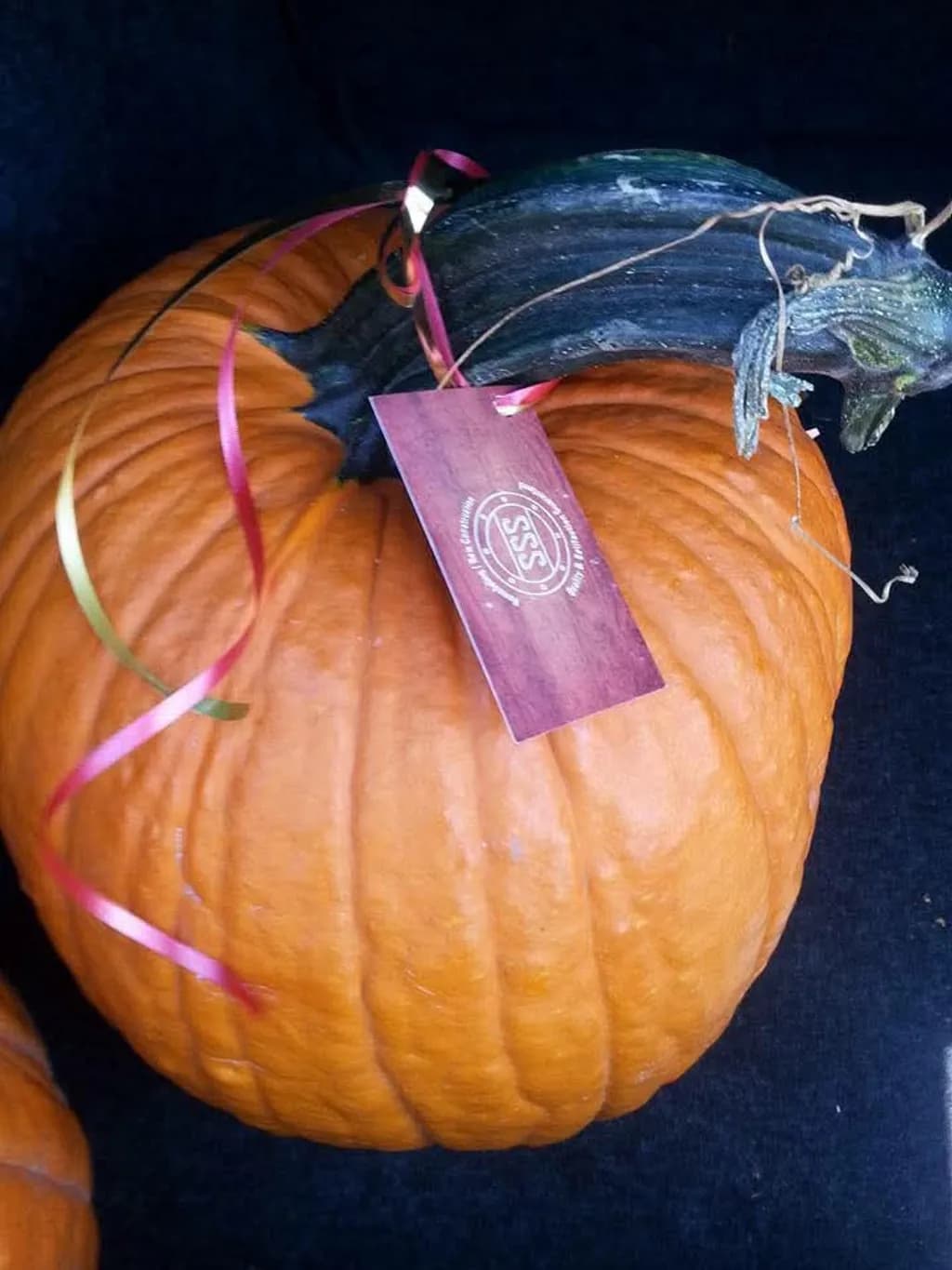 Curled Stem Pumpkin
