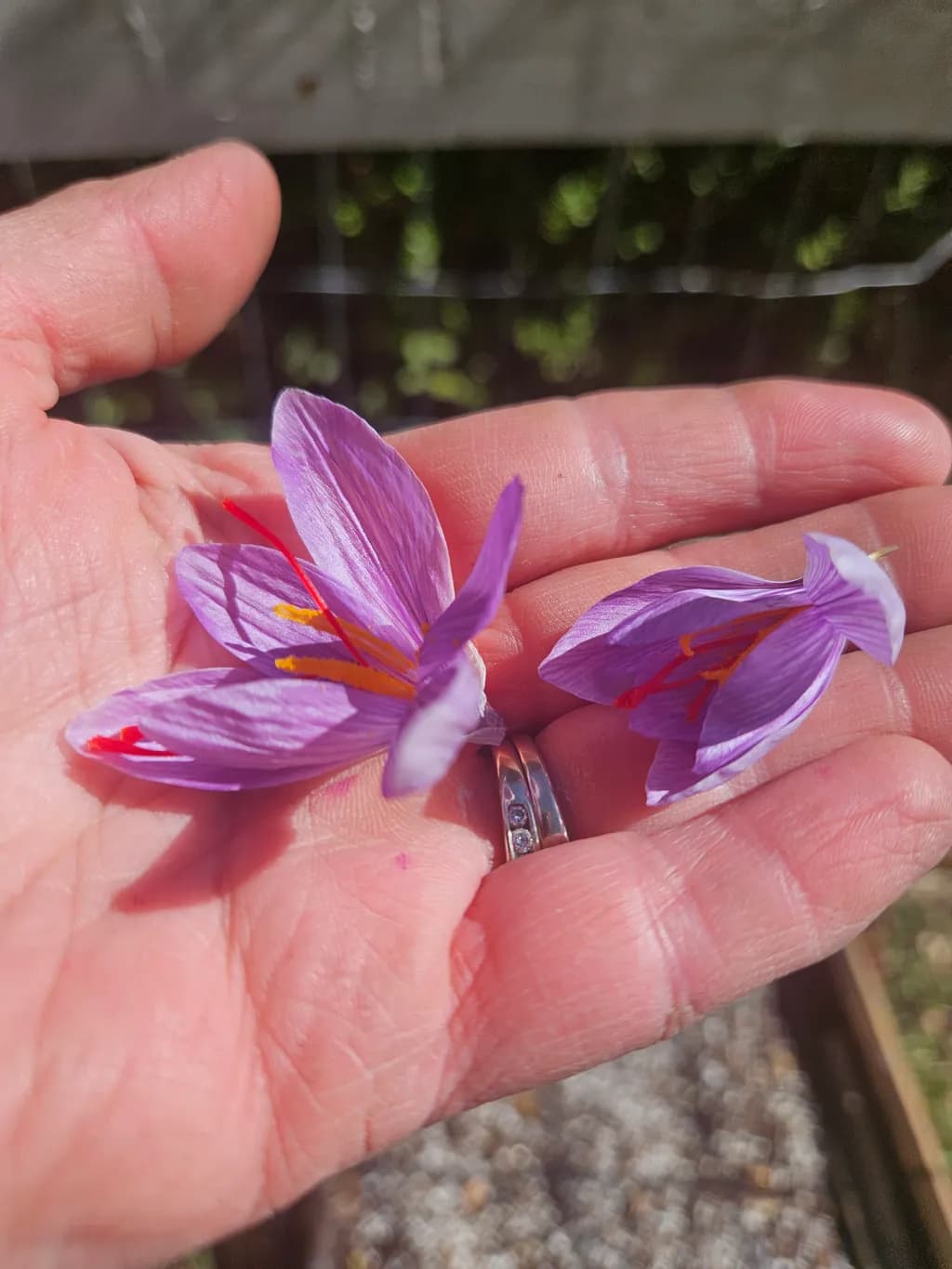 Saffron Flowers