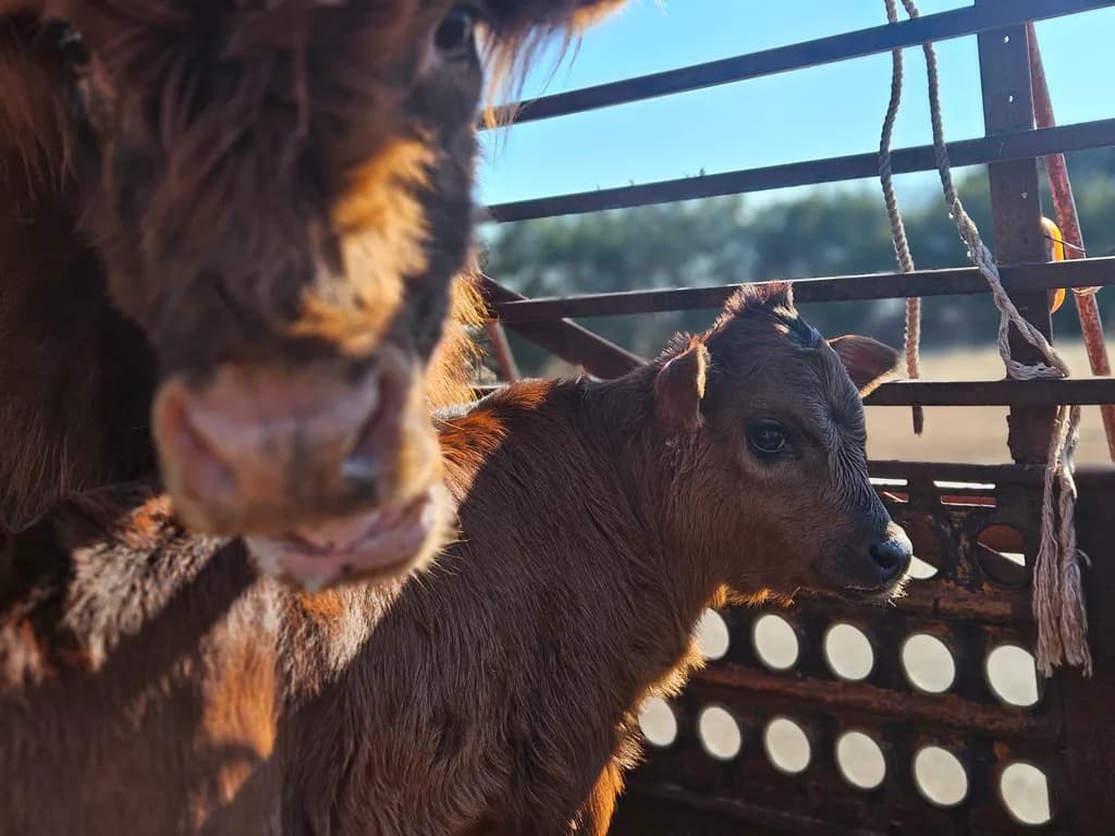 Calf and Cow Close-Up
