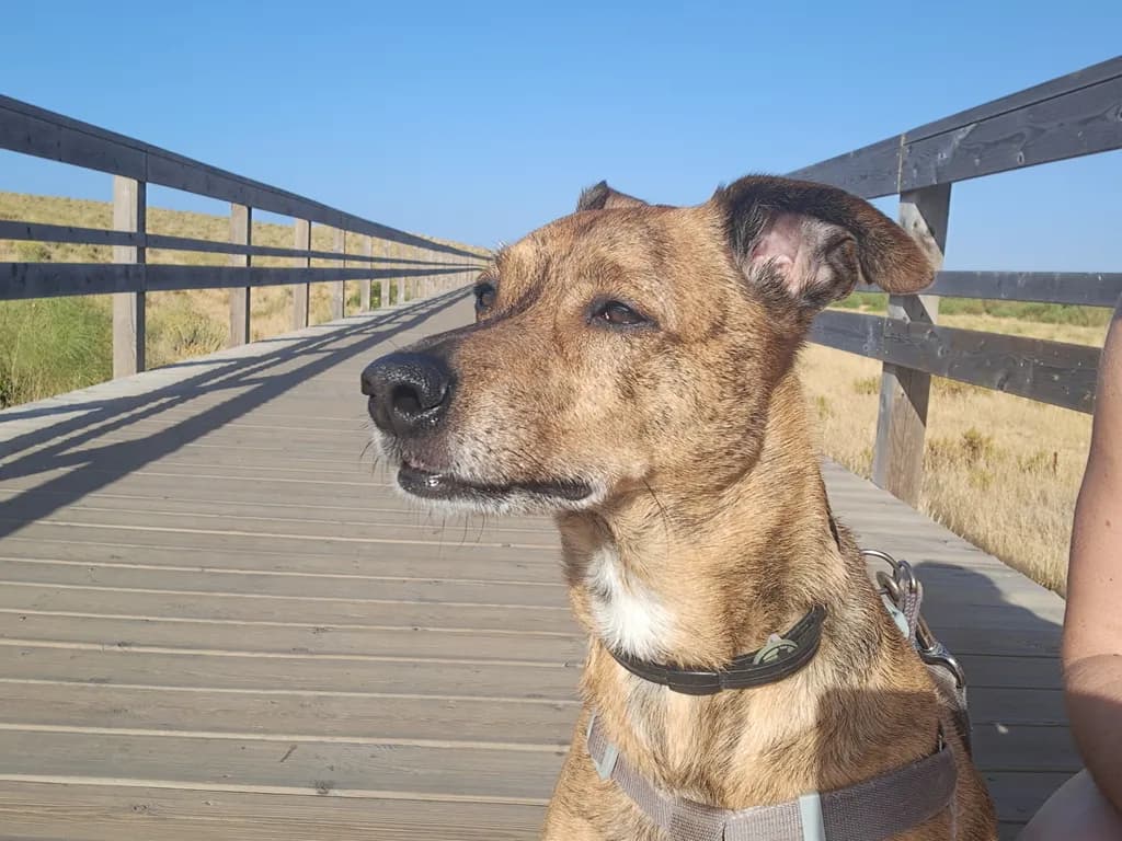 Watcher on the Boardwalk