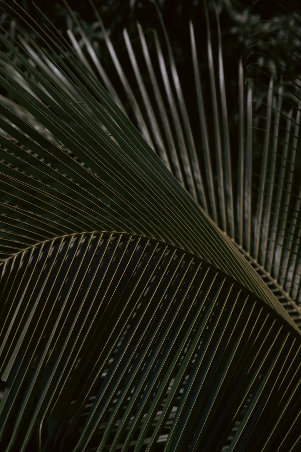 Intersecting Fronds