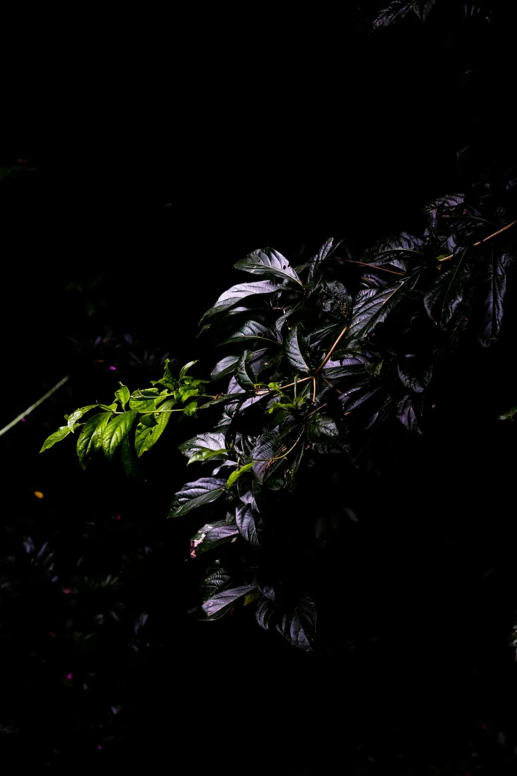 Emerald Spotlight