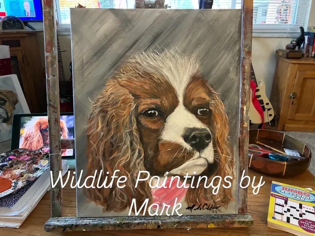 Cavalier Gaze