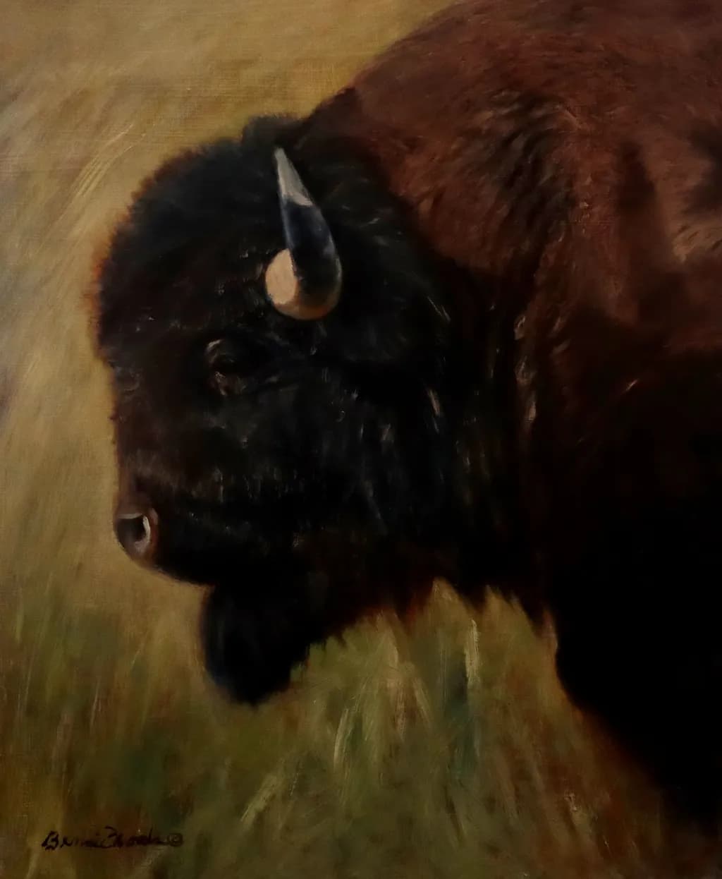 Bison in the Field