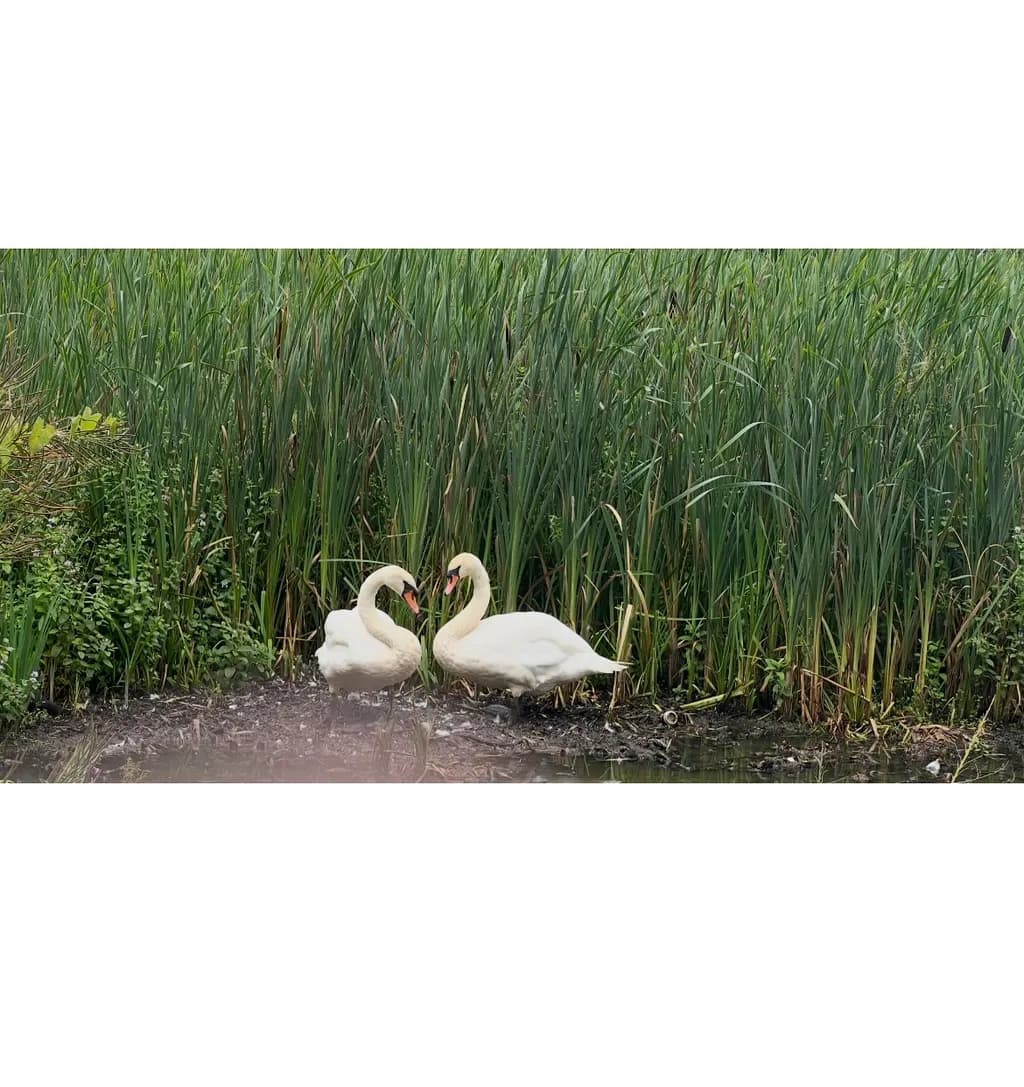 Swans by the Reeds