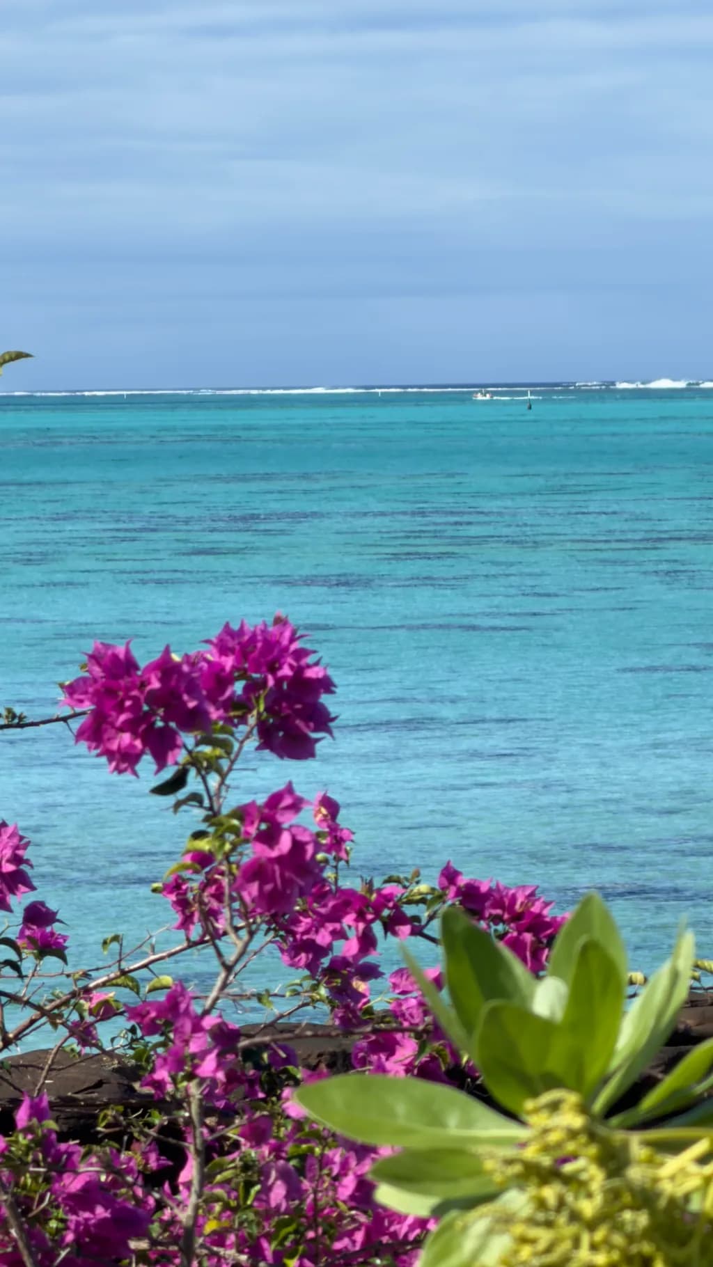 Tropical Bloom Horizon
