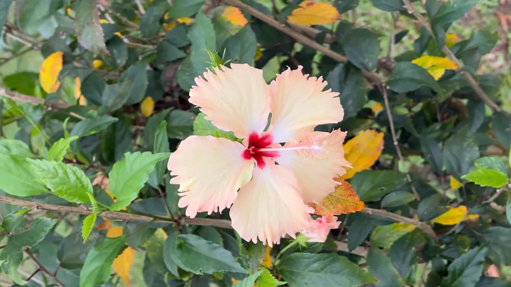 Blushing Hibiscus