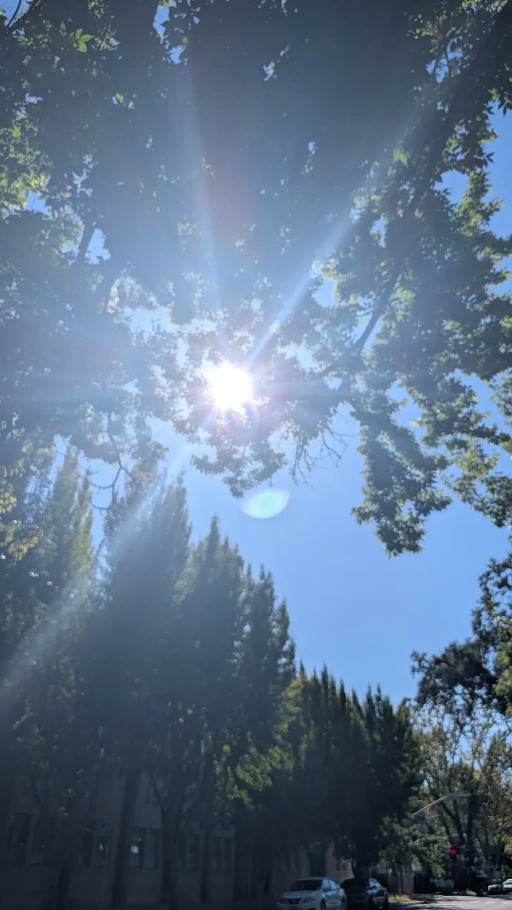 Sunlit Trees