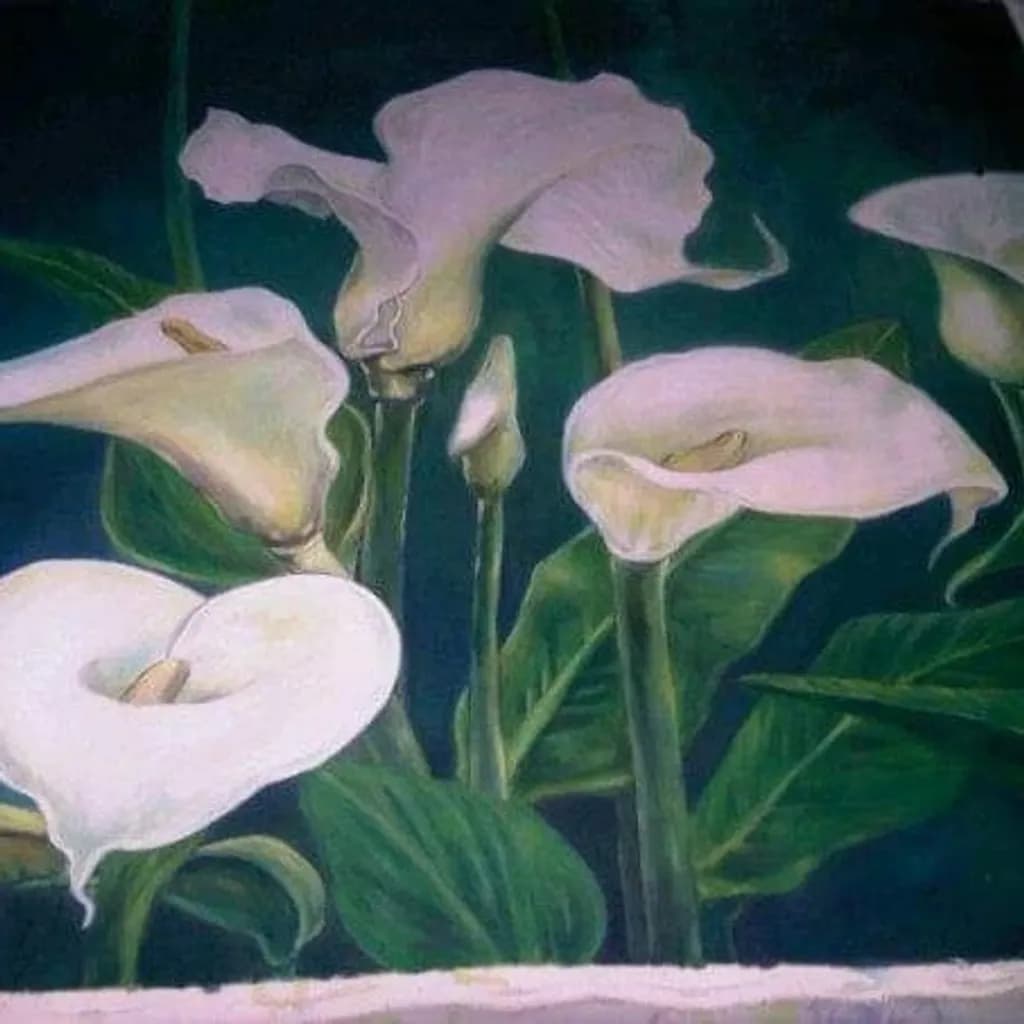 Calla Cluster