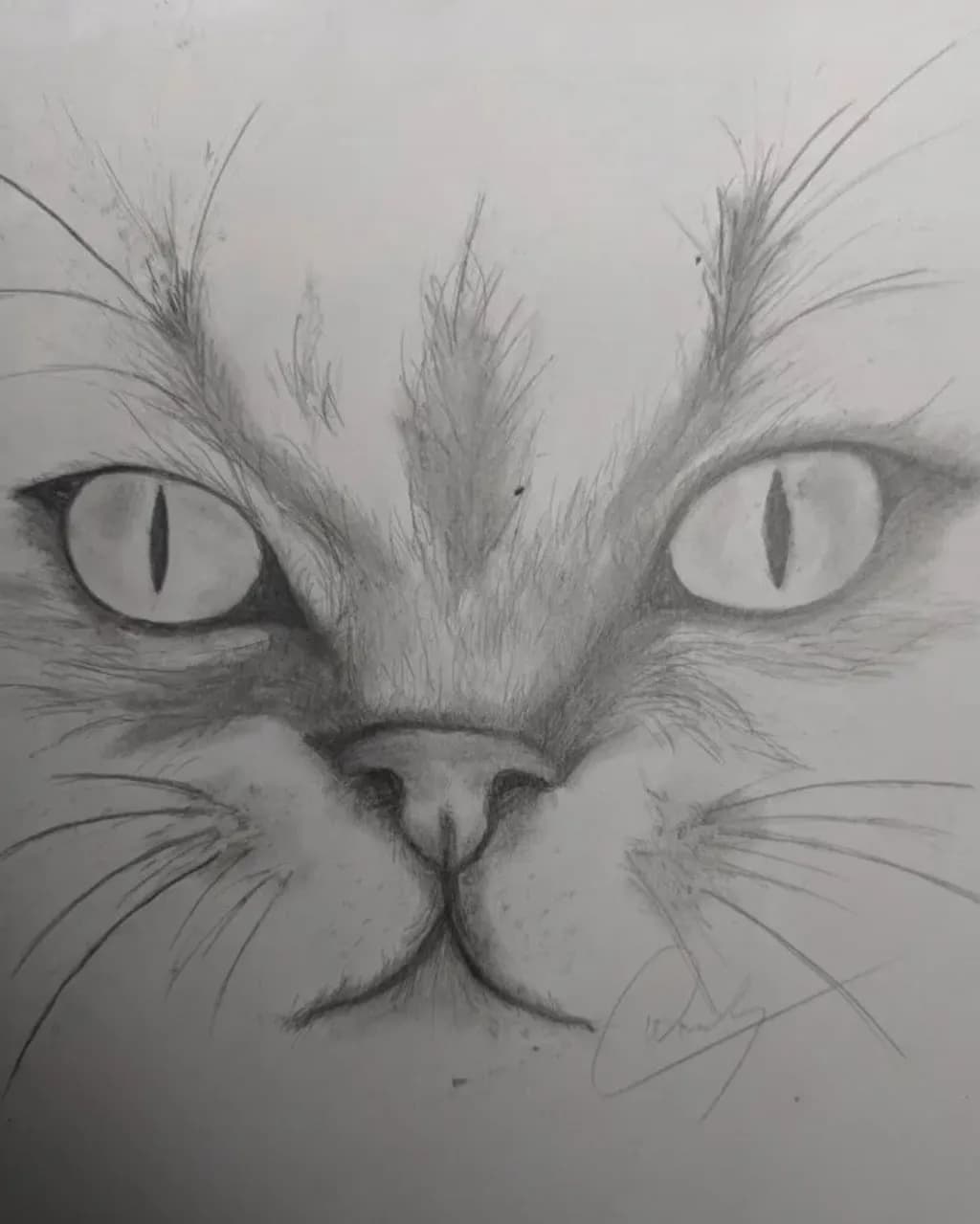 Feline Gaze