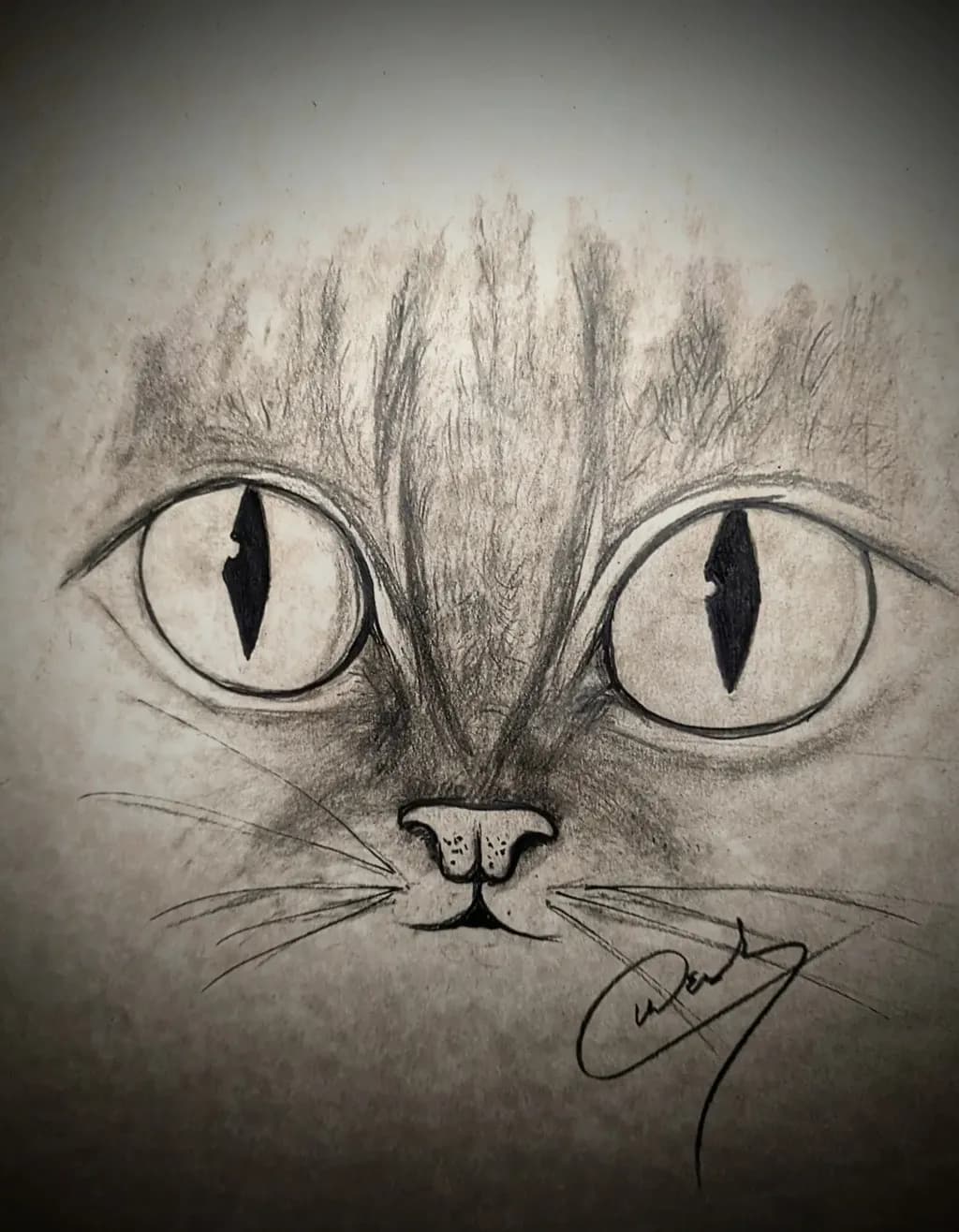 Wide-Eyed Cat