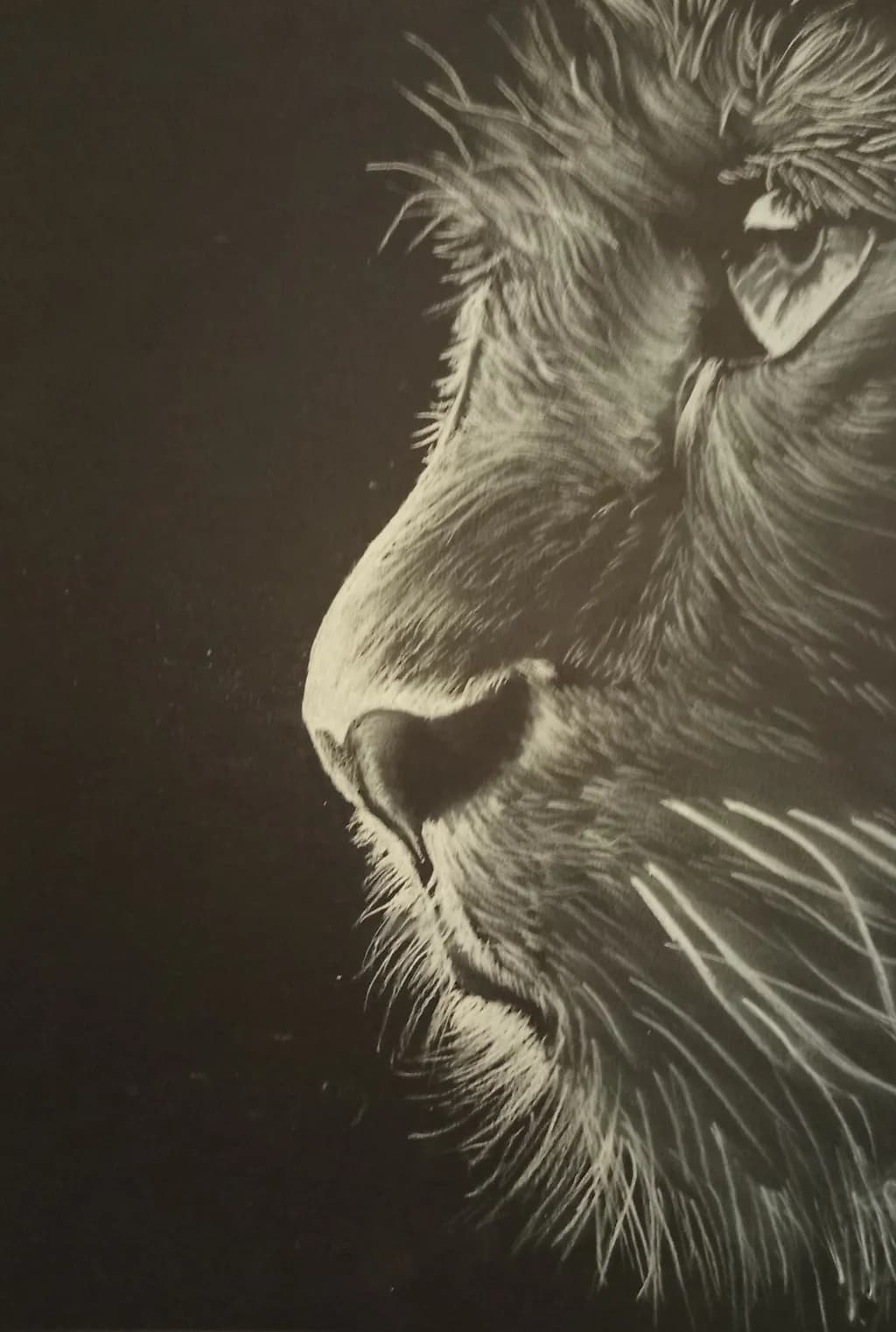 Lioness Gaze