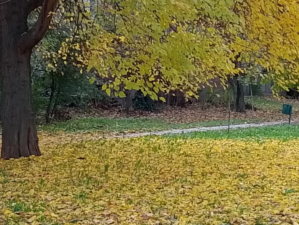 Golden Canopy