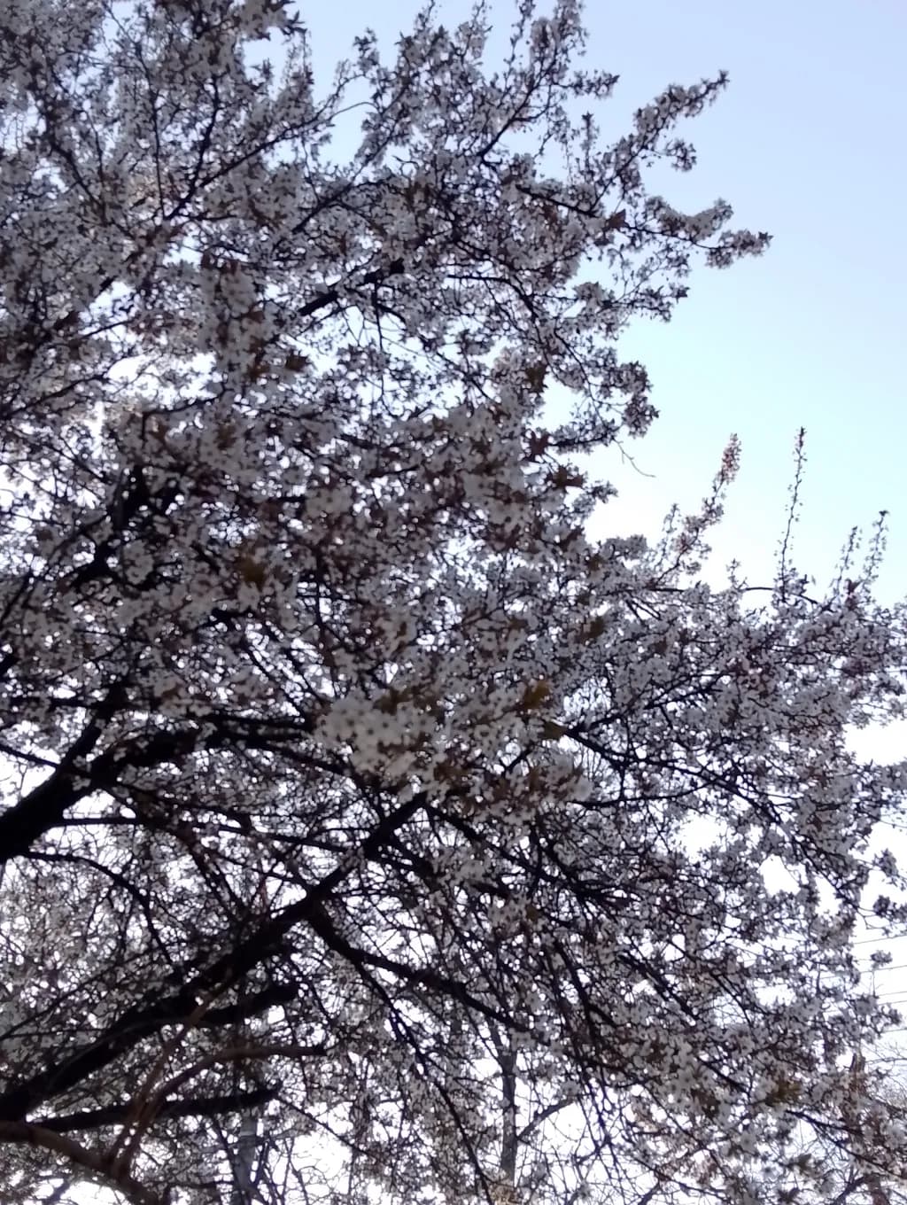 Blossom Canopy