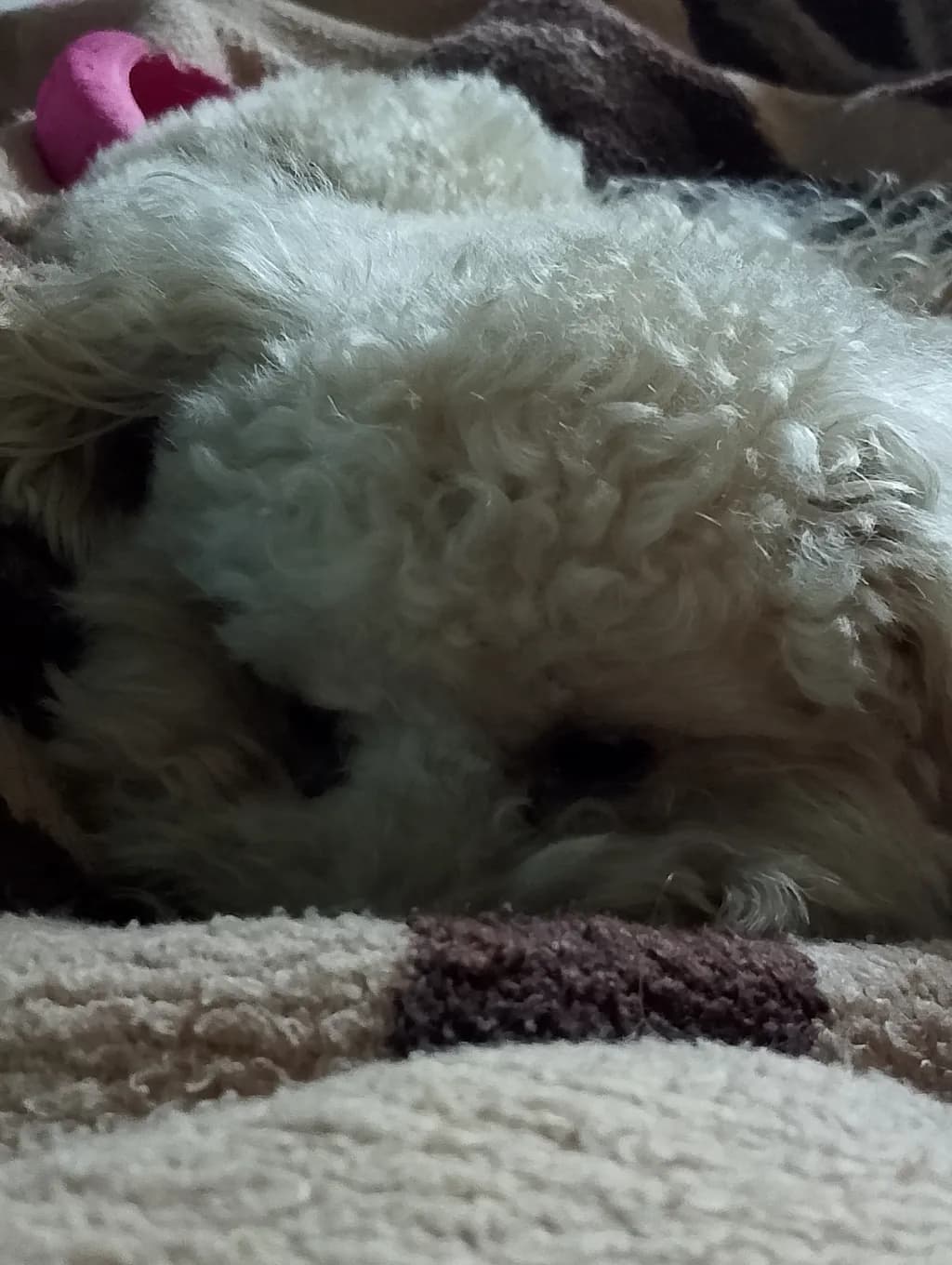 Curled Quietude