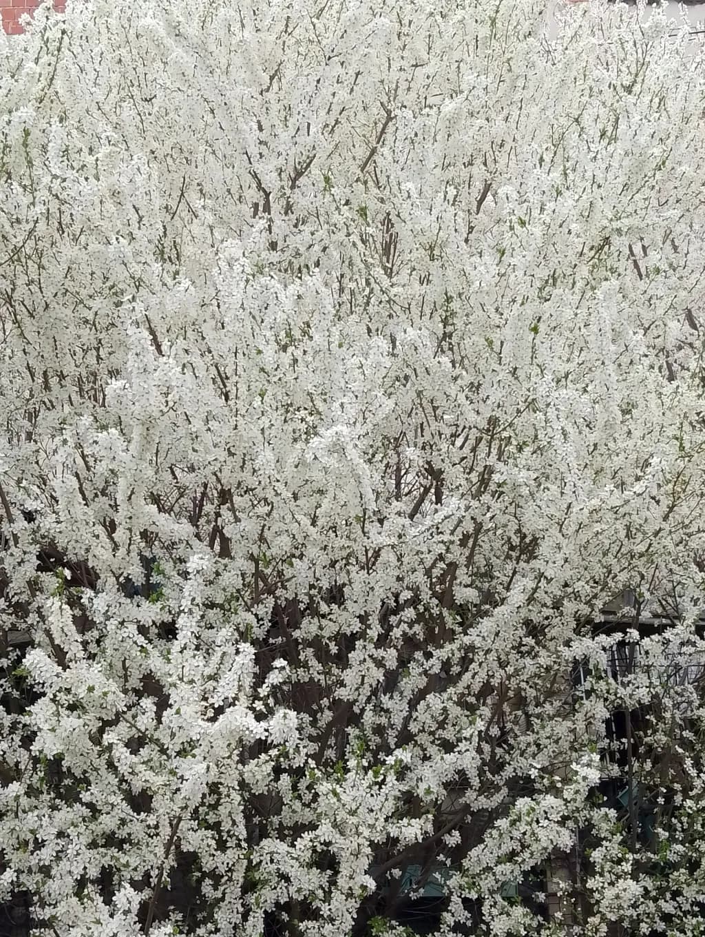 Winter Blossom Bloom