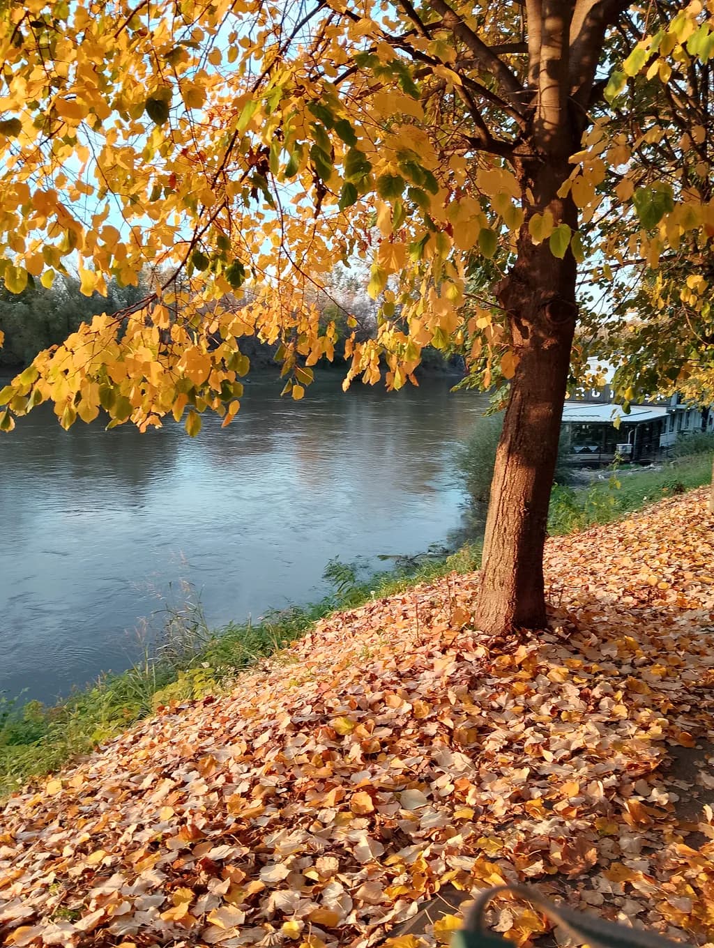 Autumn Riverbank