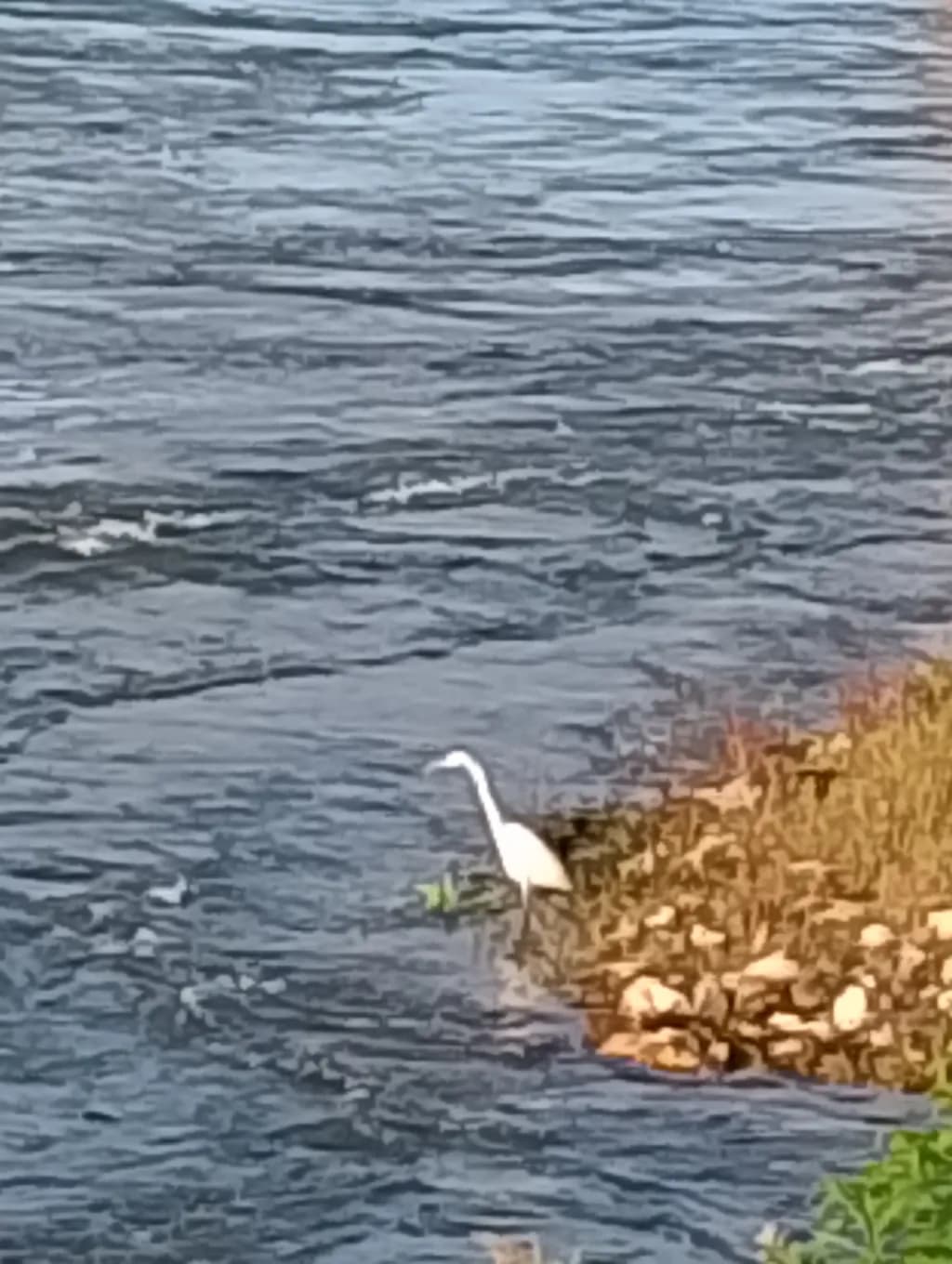 River Shore Egret