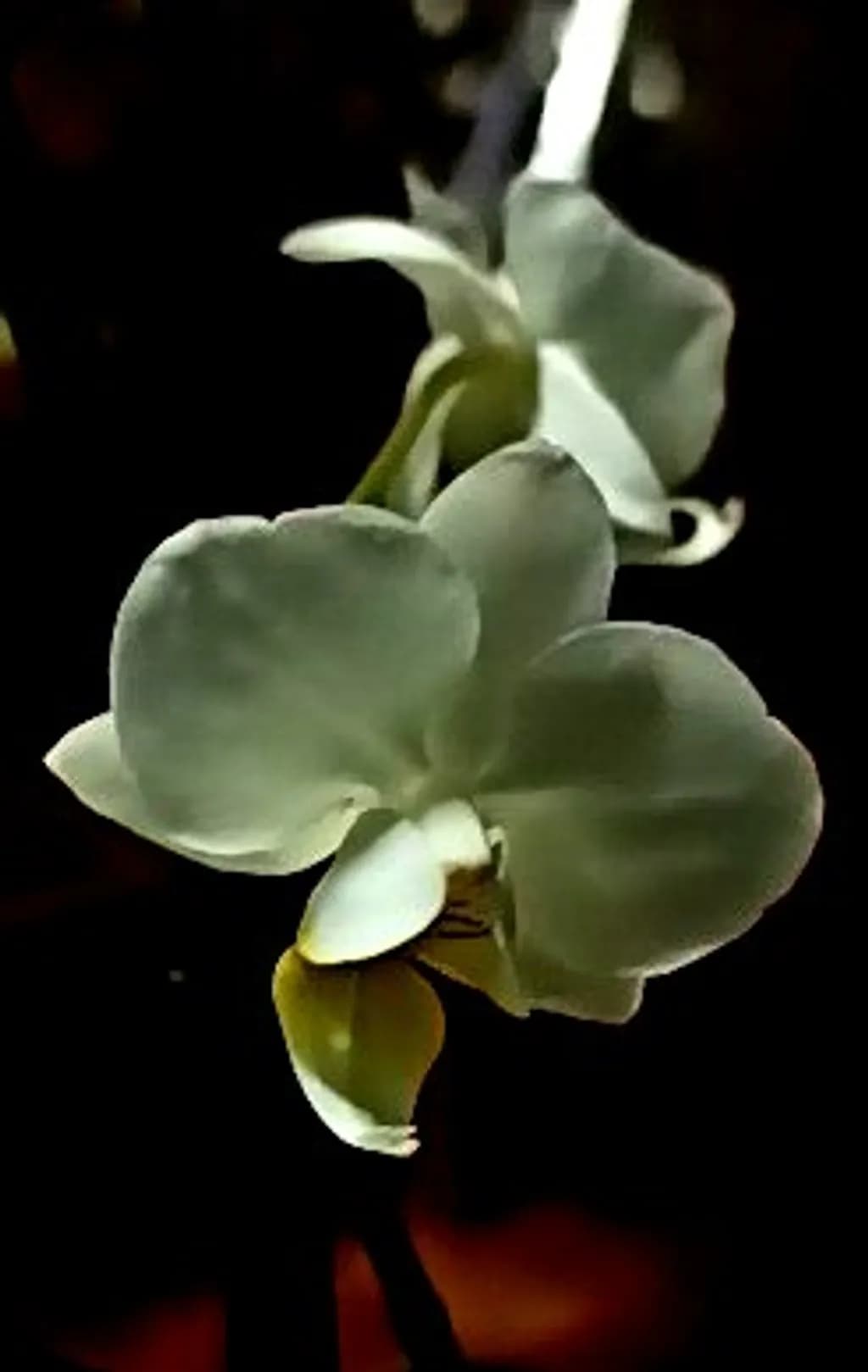 Ivory Orchid Against Black