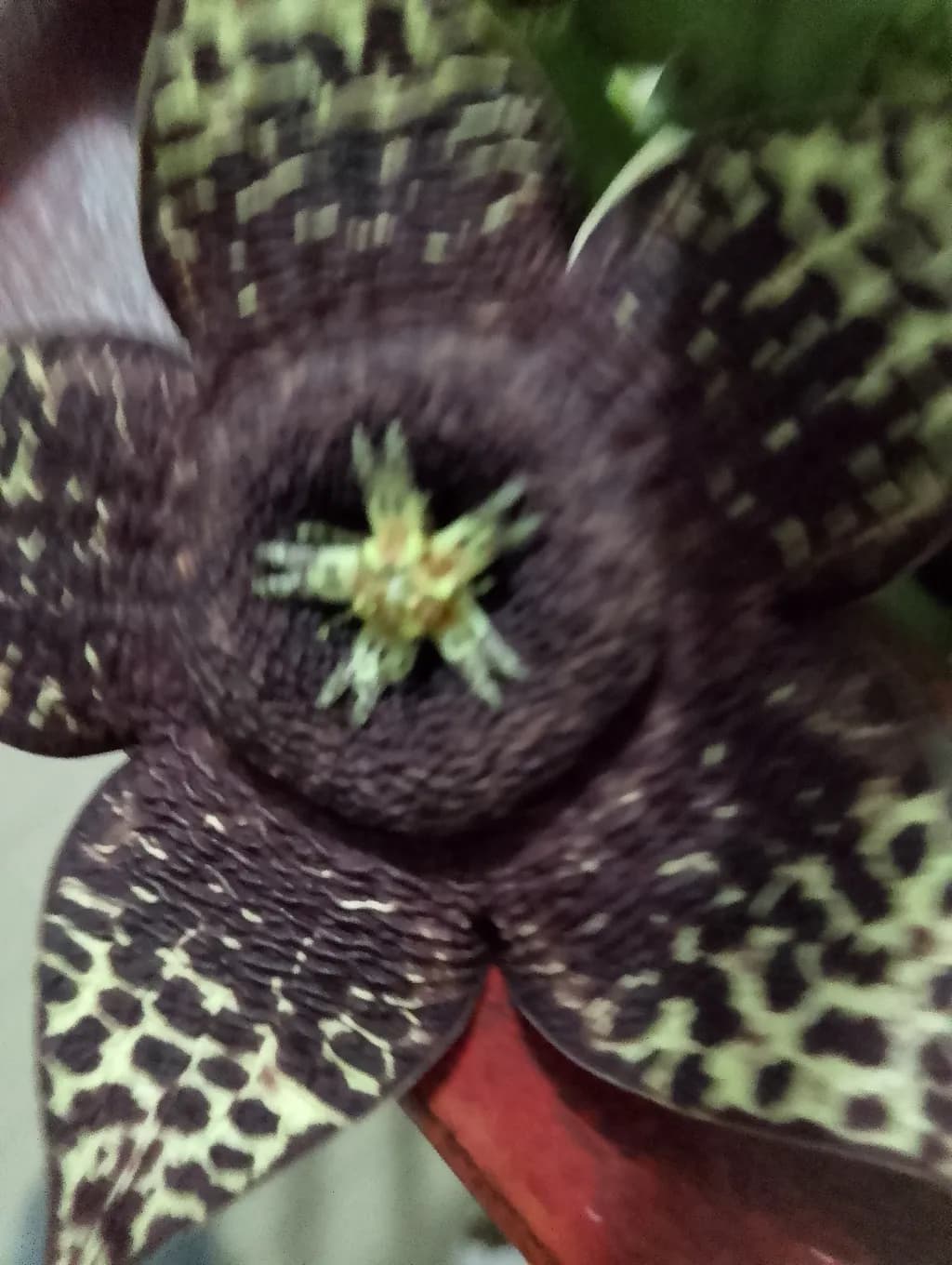 Burgundy Star Bloom