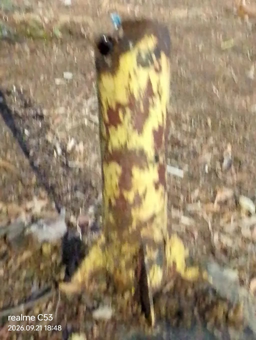 Weathered Yellow Leaf