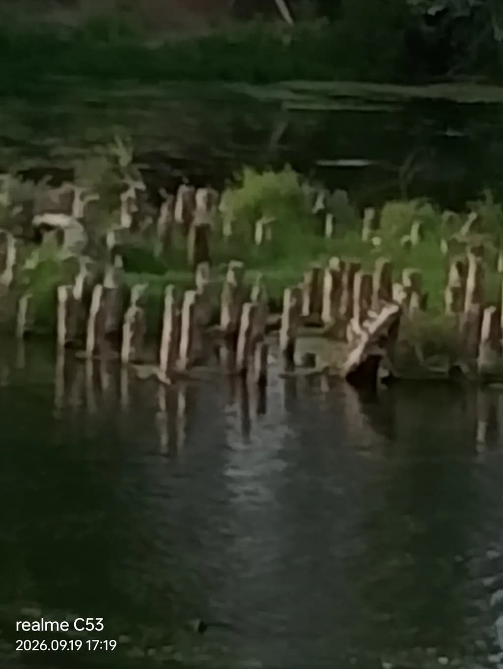 Wetland Stump Reflections