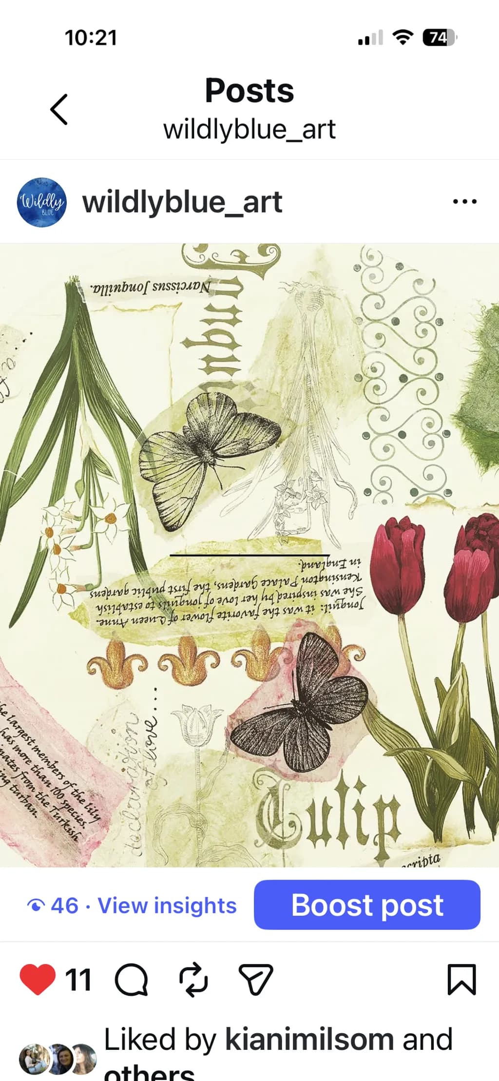 Tulip Collage