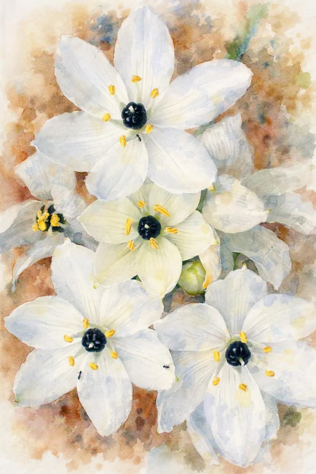 Star of Bethlehem in Watercolour