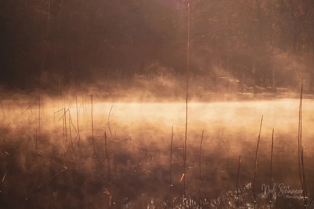 Misty Marshlight