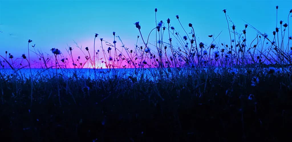 Twilight Silhouettes