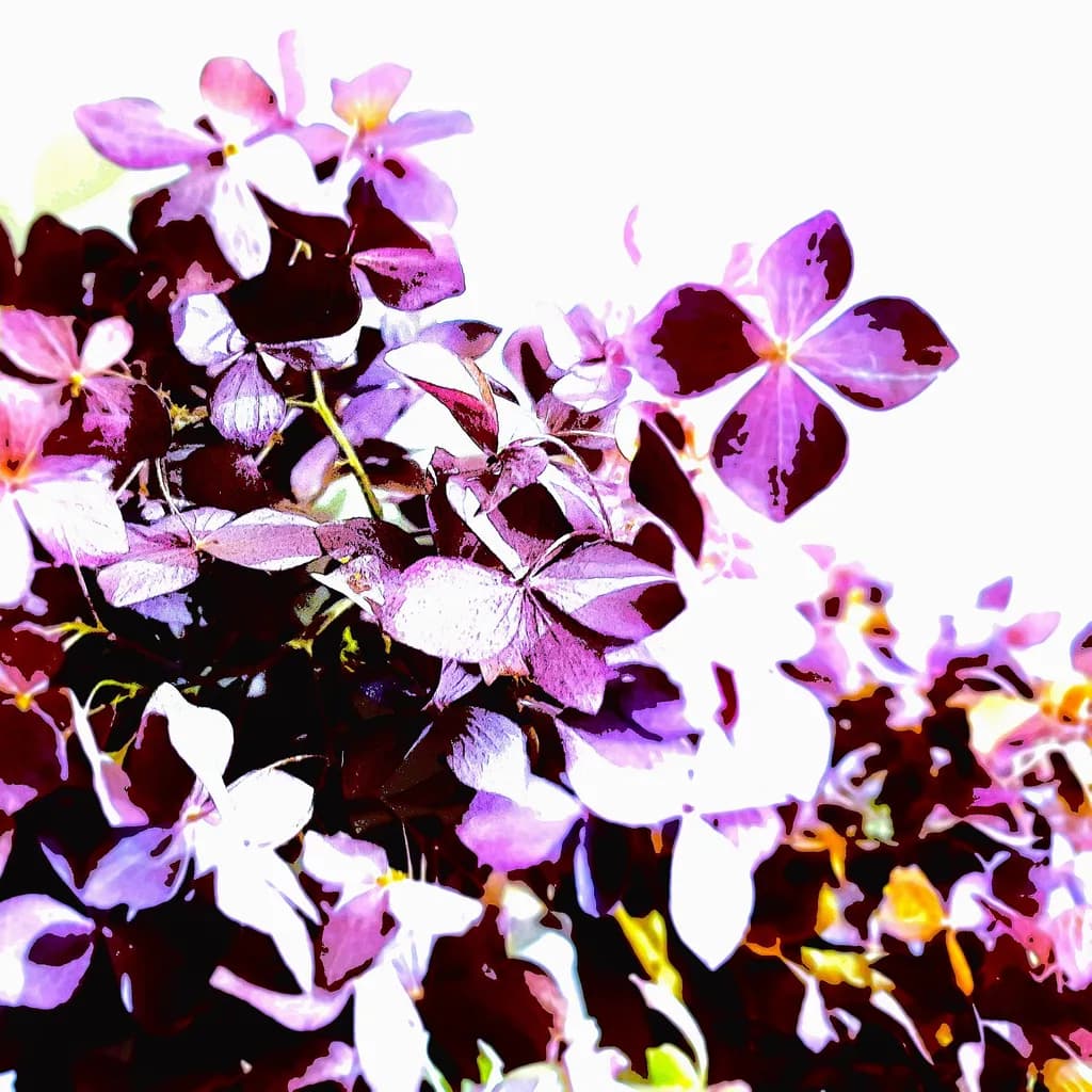 Hydrangeas Burst