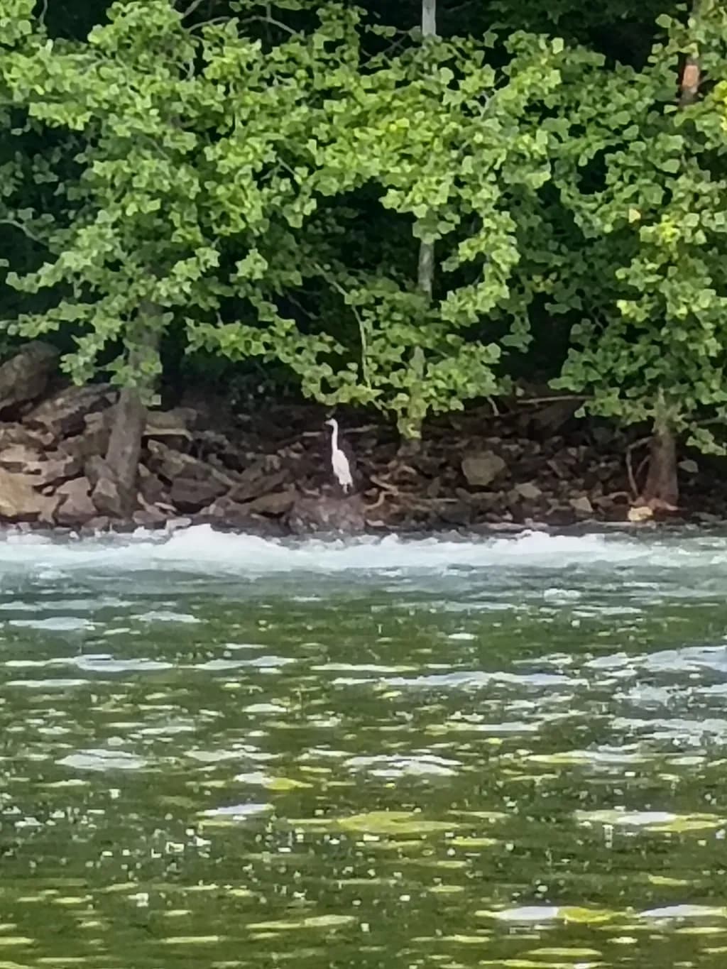 Lone Heron Among Trees