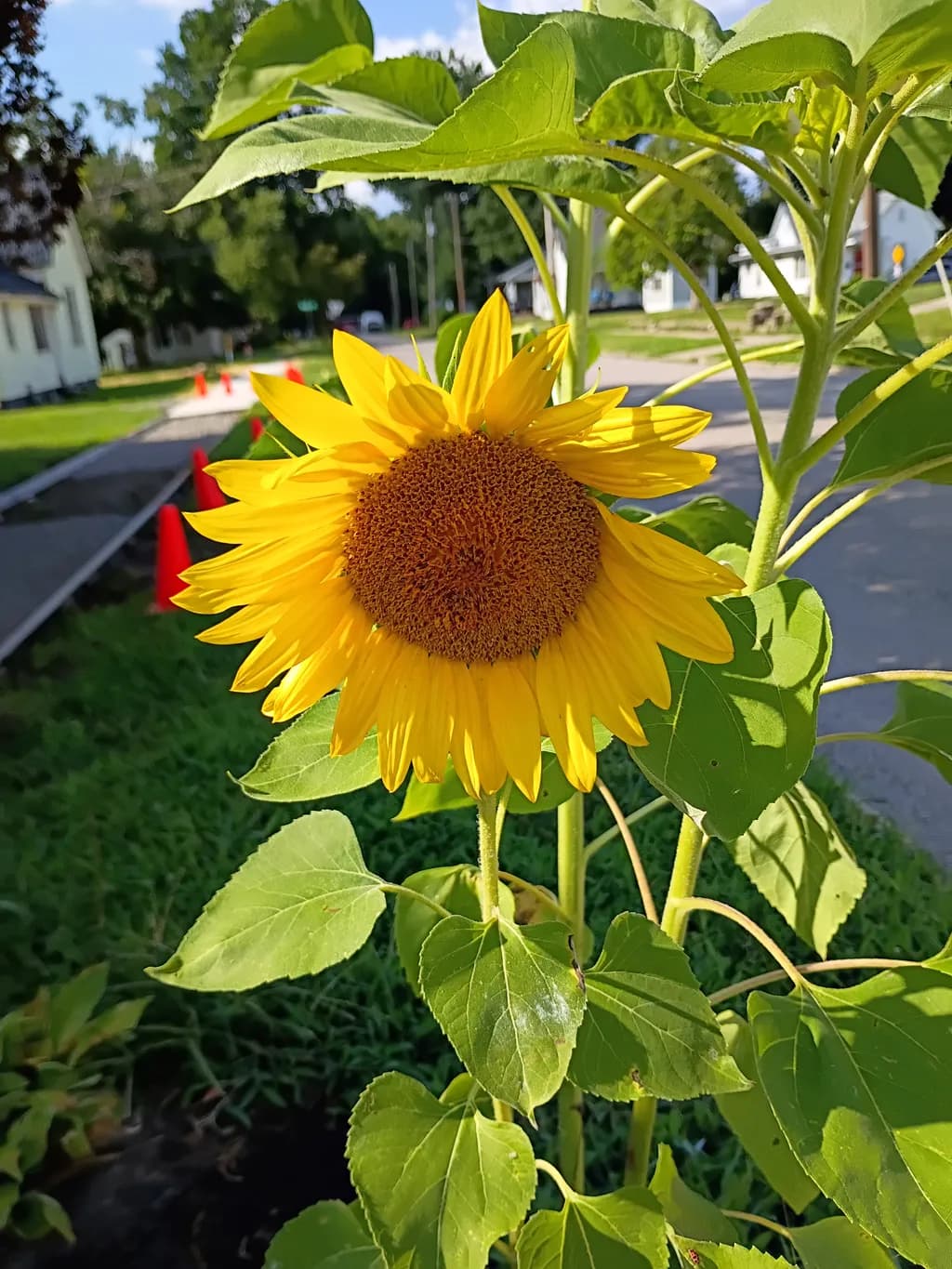 Neighborhood Sunflower