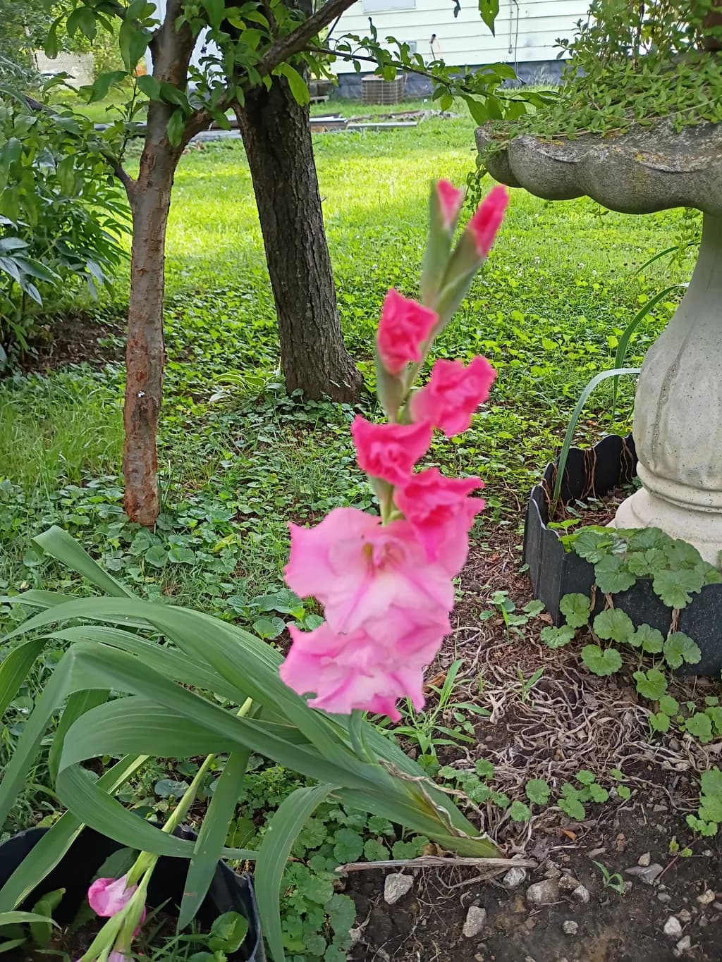 Garden Bloom Focus