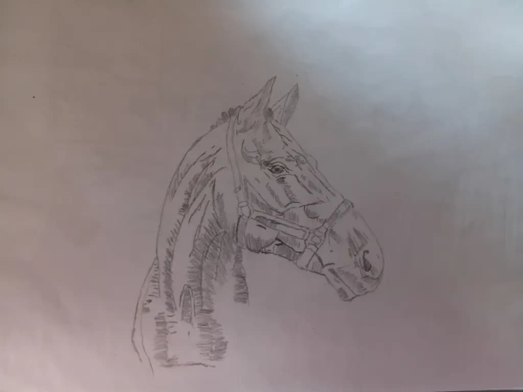 Horse Profile Sketch