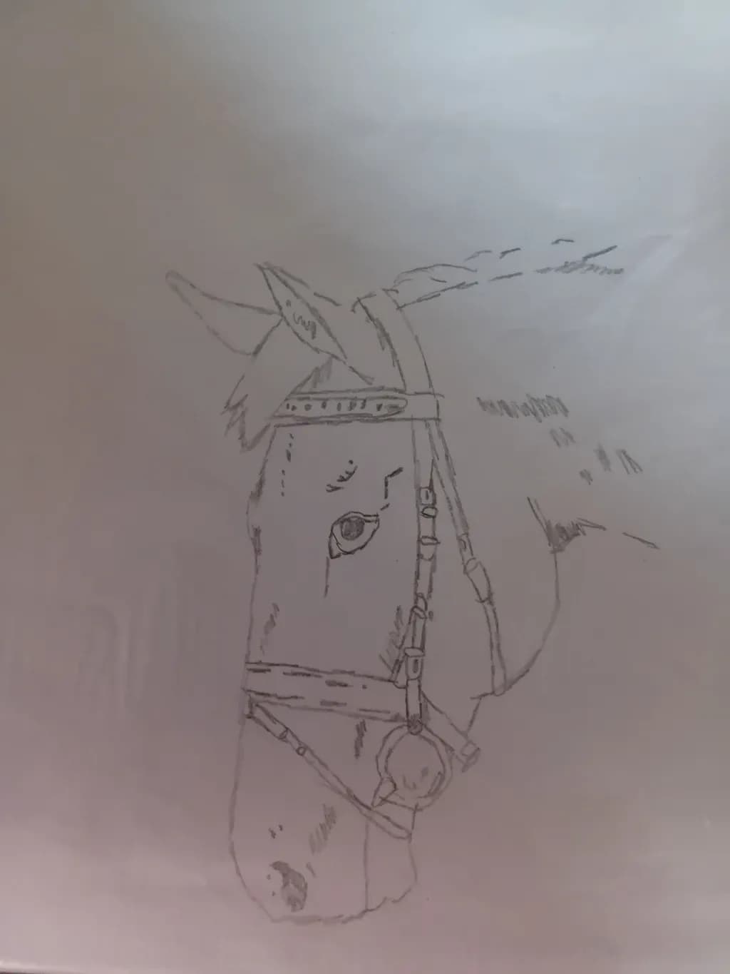 Helmeted Horse Portrait