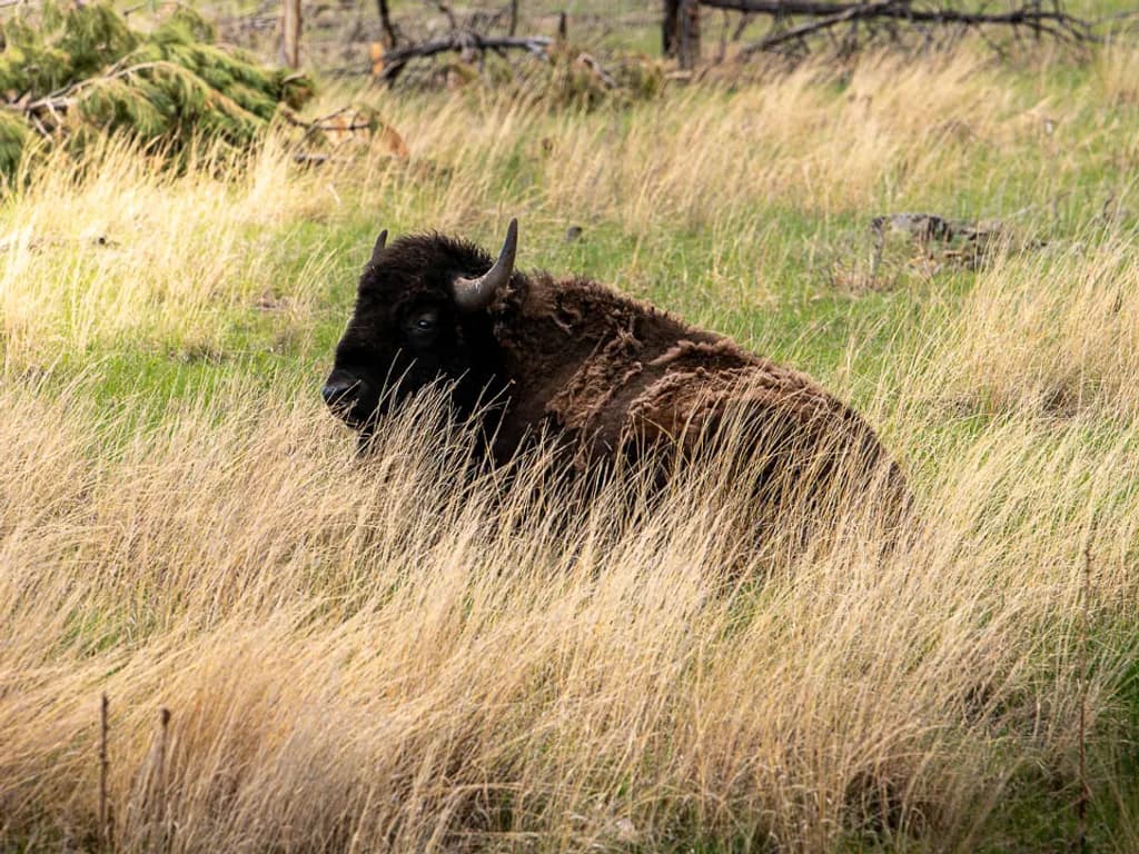 Resting Bison