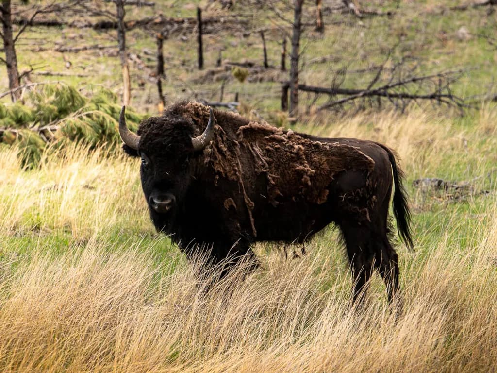 Solitary Bison