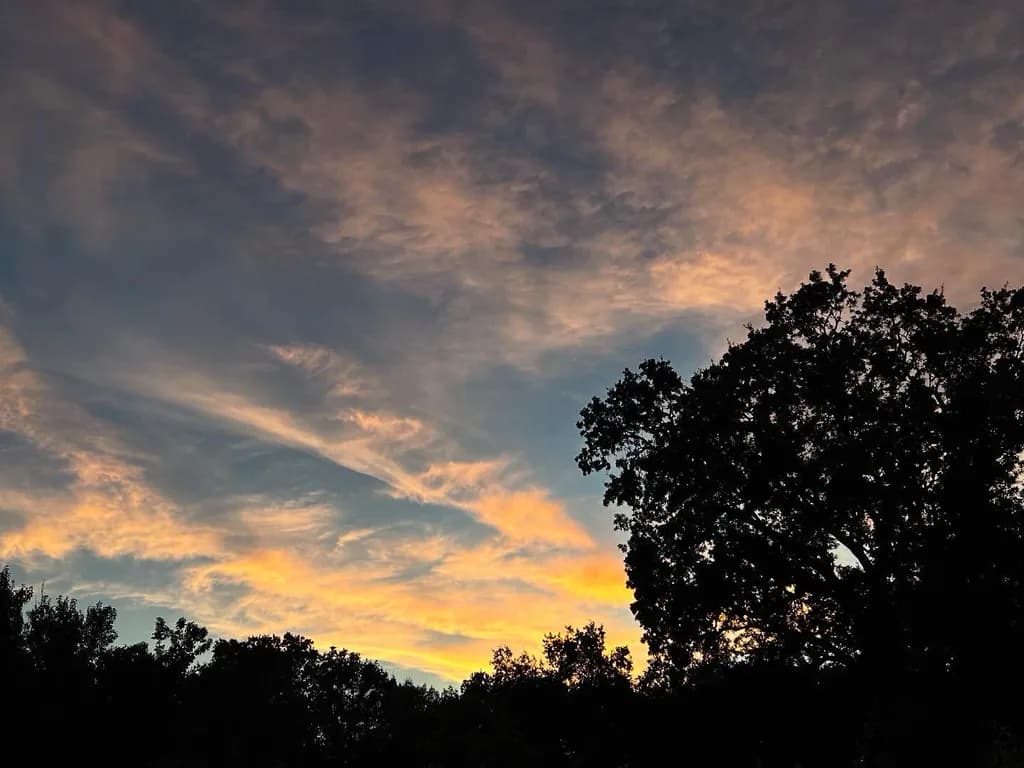 Dusky Silhouettes