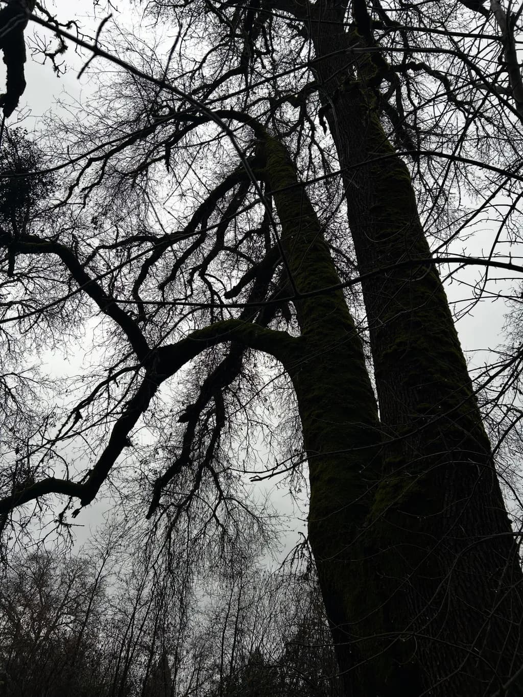 Moss Veins