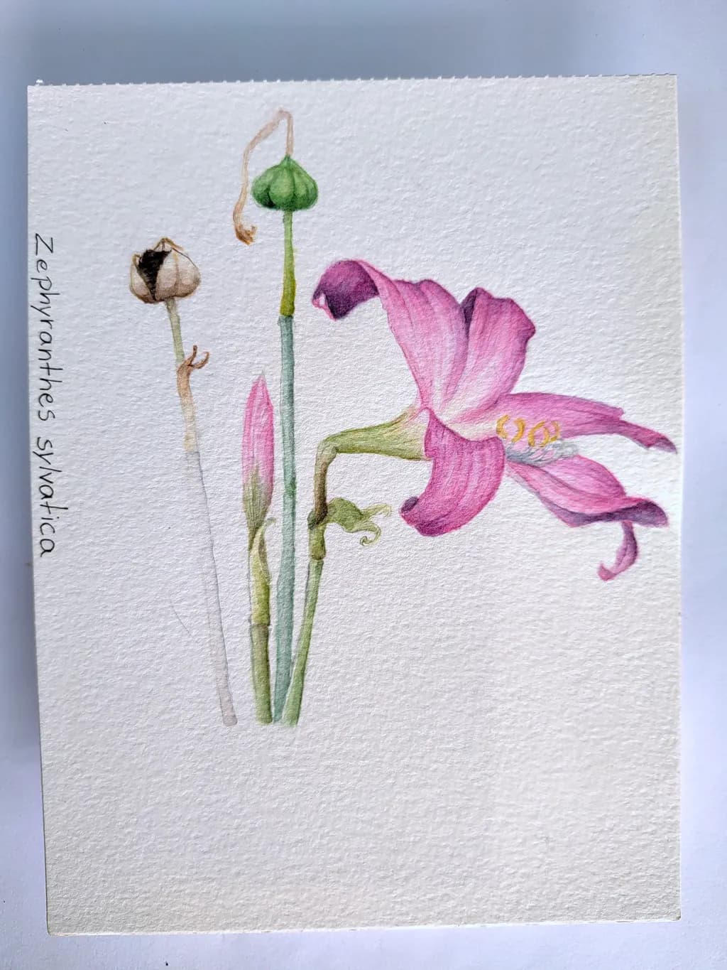 Zephyranthes sylvatica Bloom