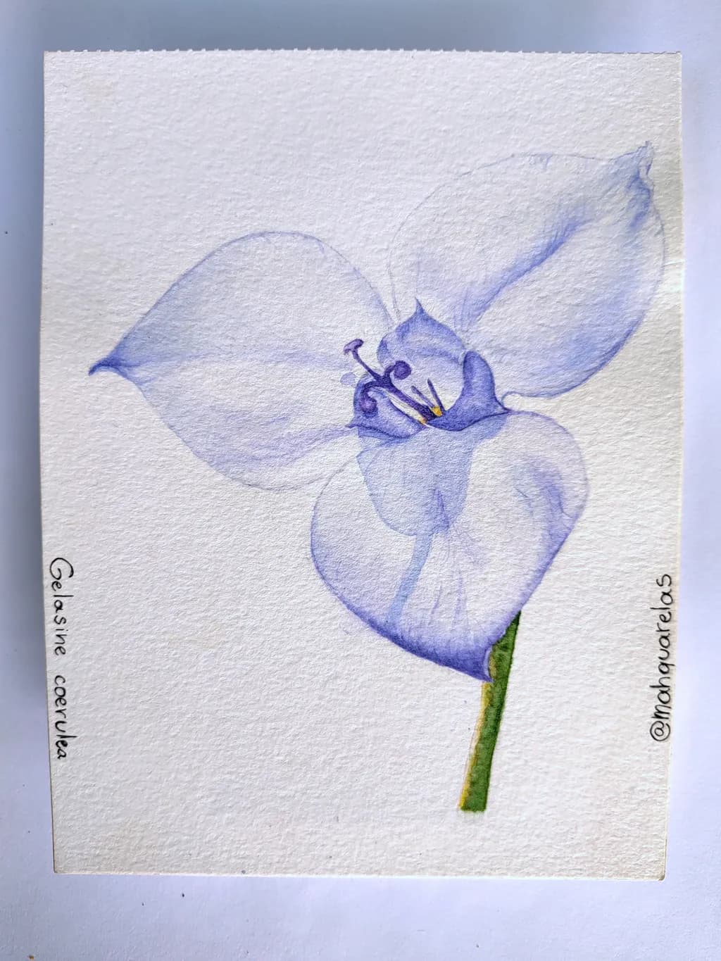 Gelasine Coerulea Blossom