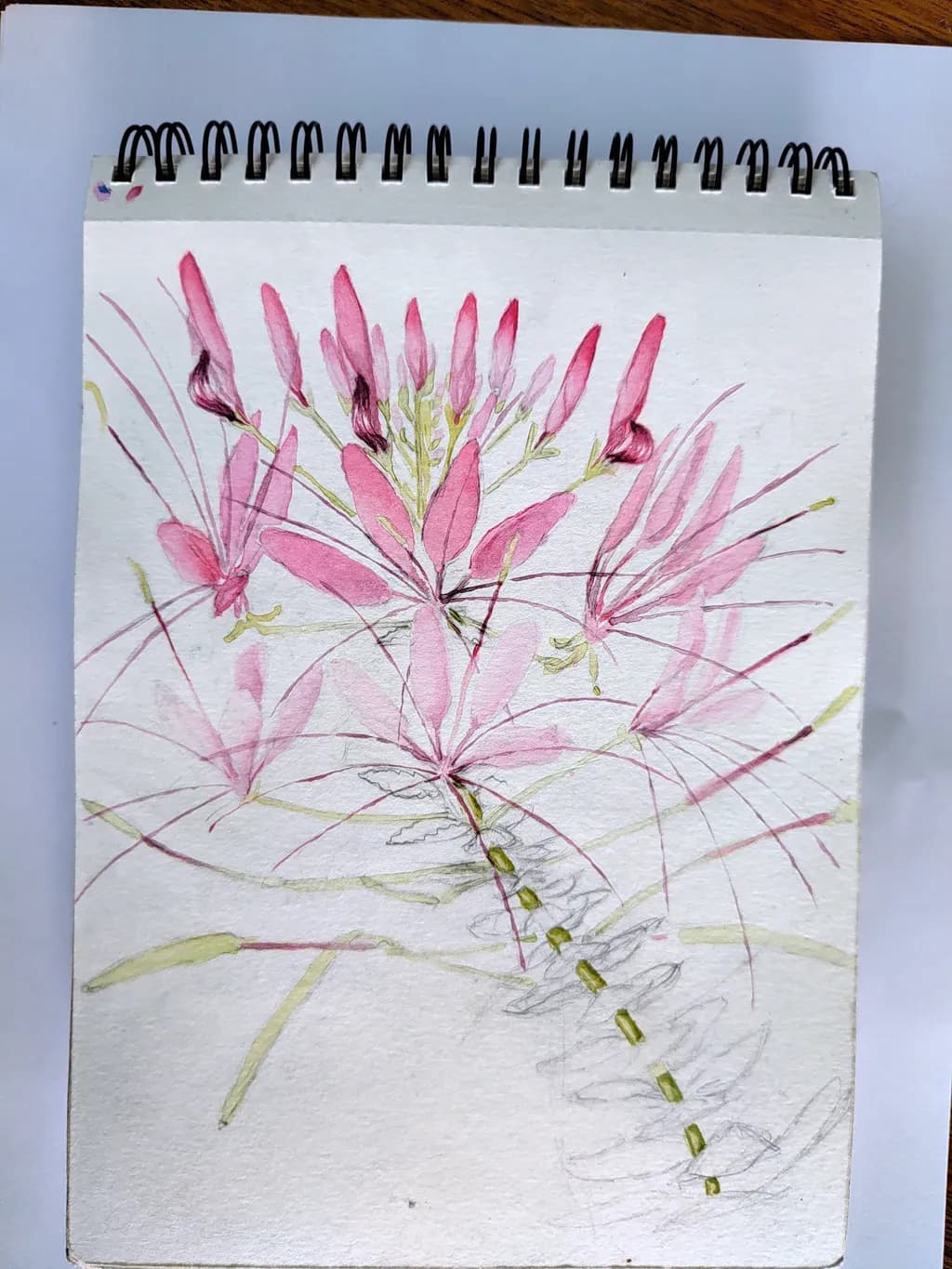 Delicate Bloom