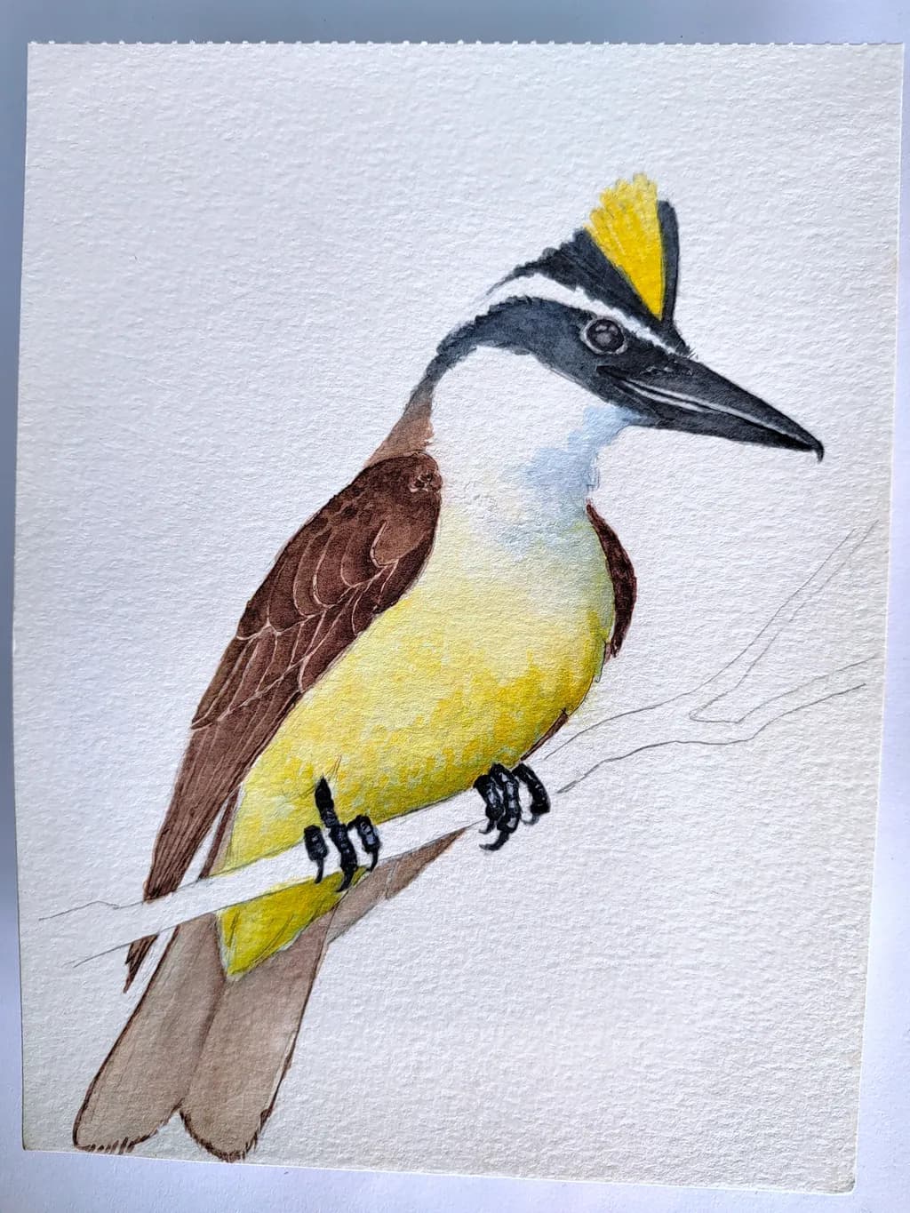 Crested Kiskadee
