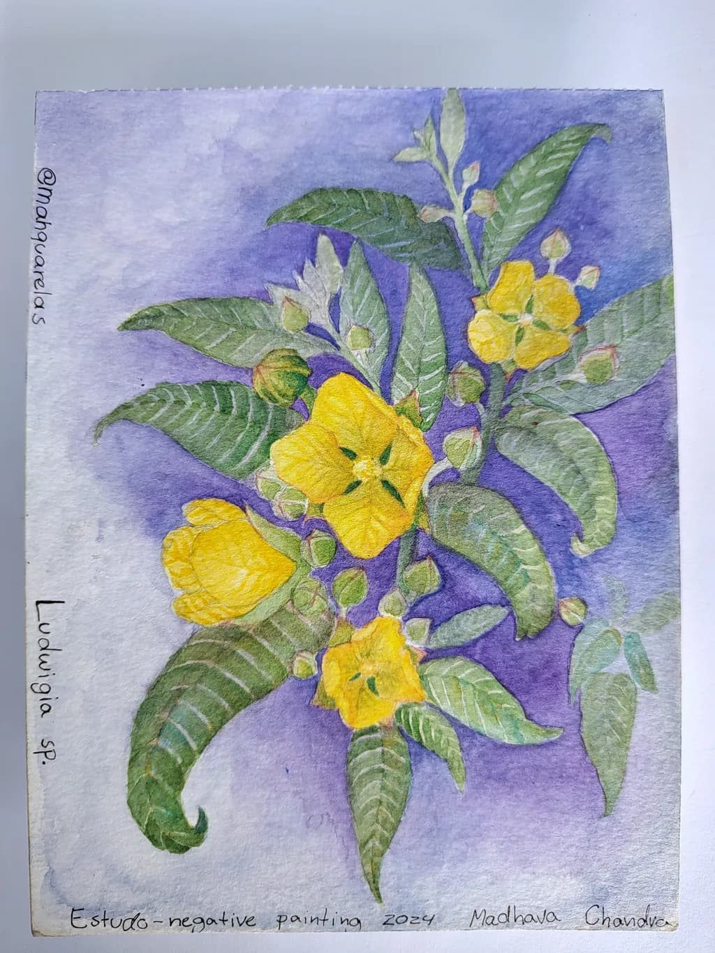 Ludwigia Blossoms