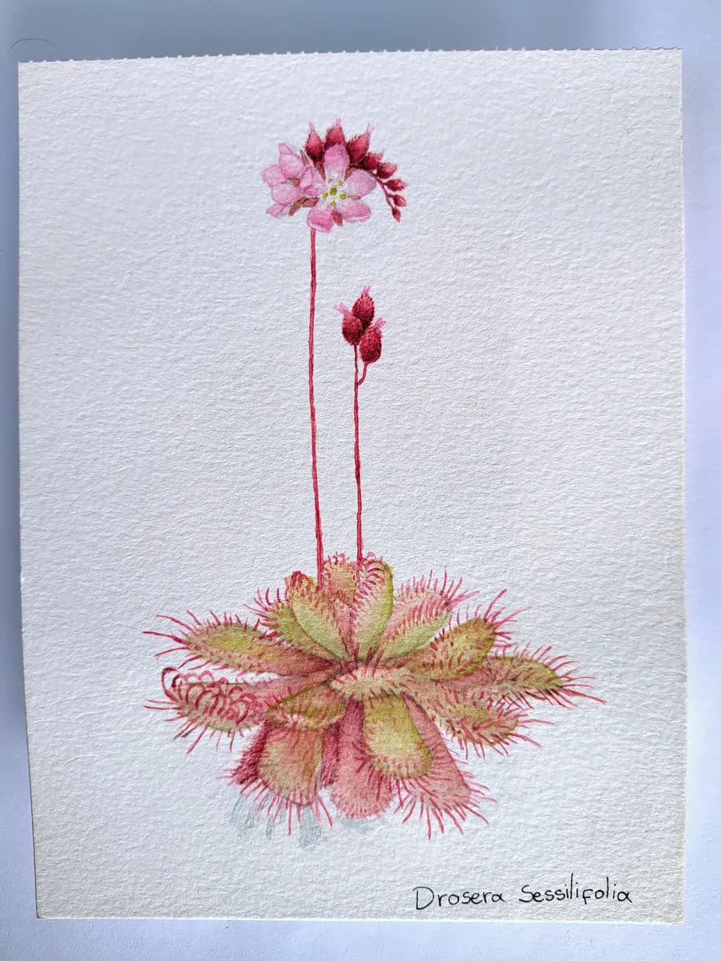 Drosera Sessilifolia Study